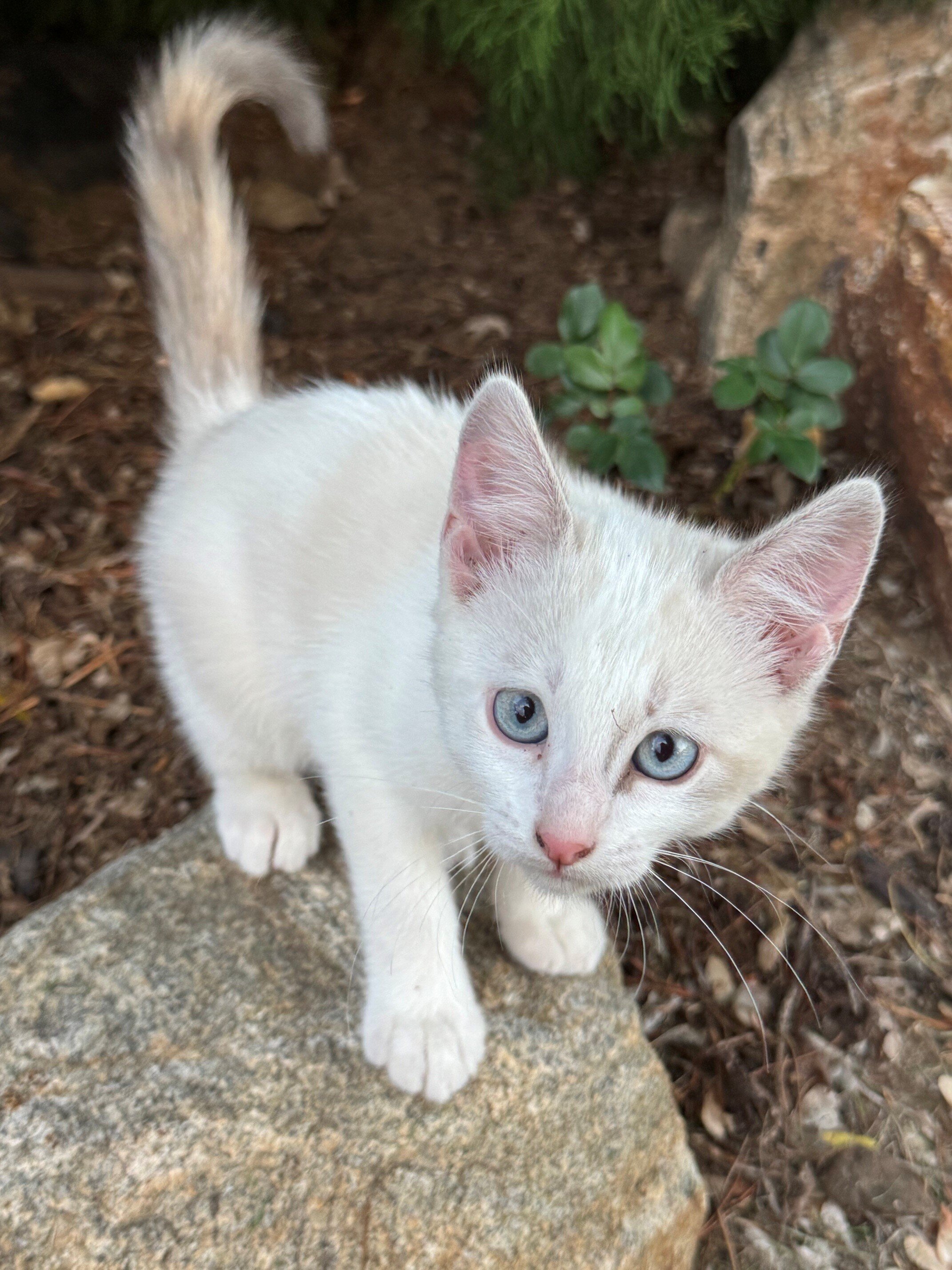 Lovely Tame Kittens image 4