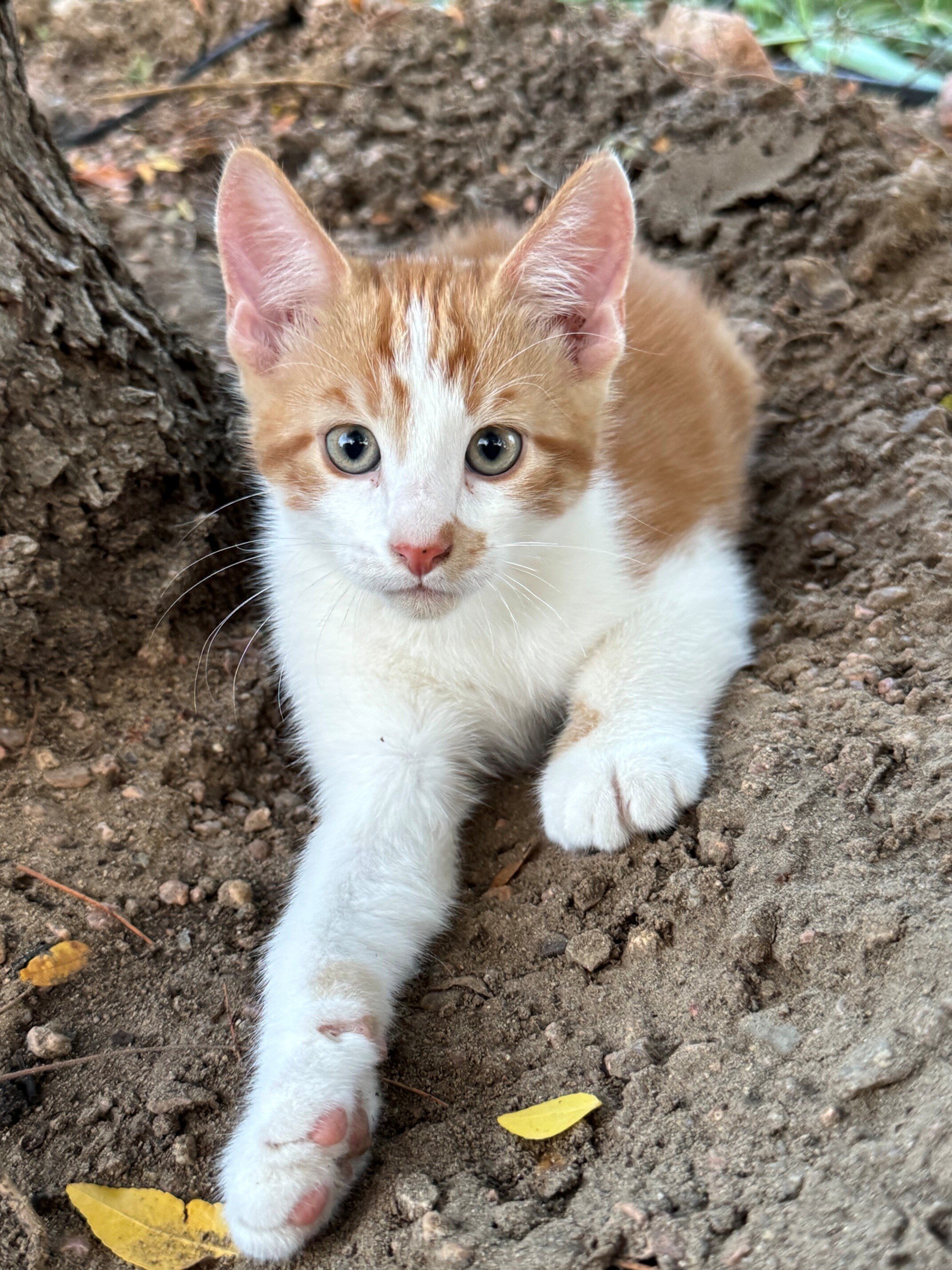 Lovely Tame Kittens image 1