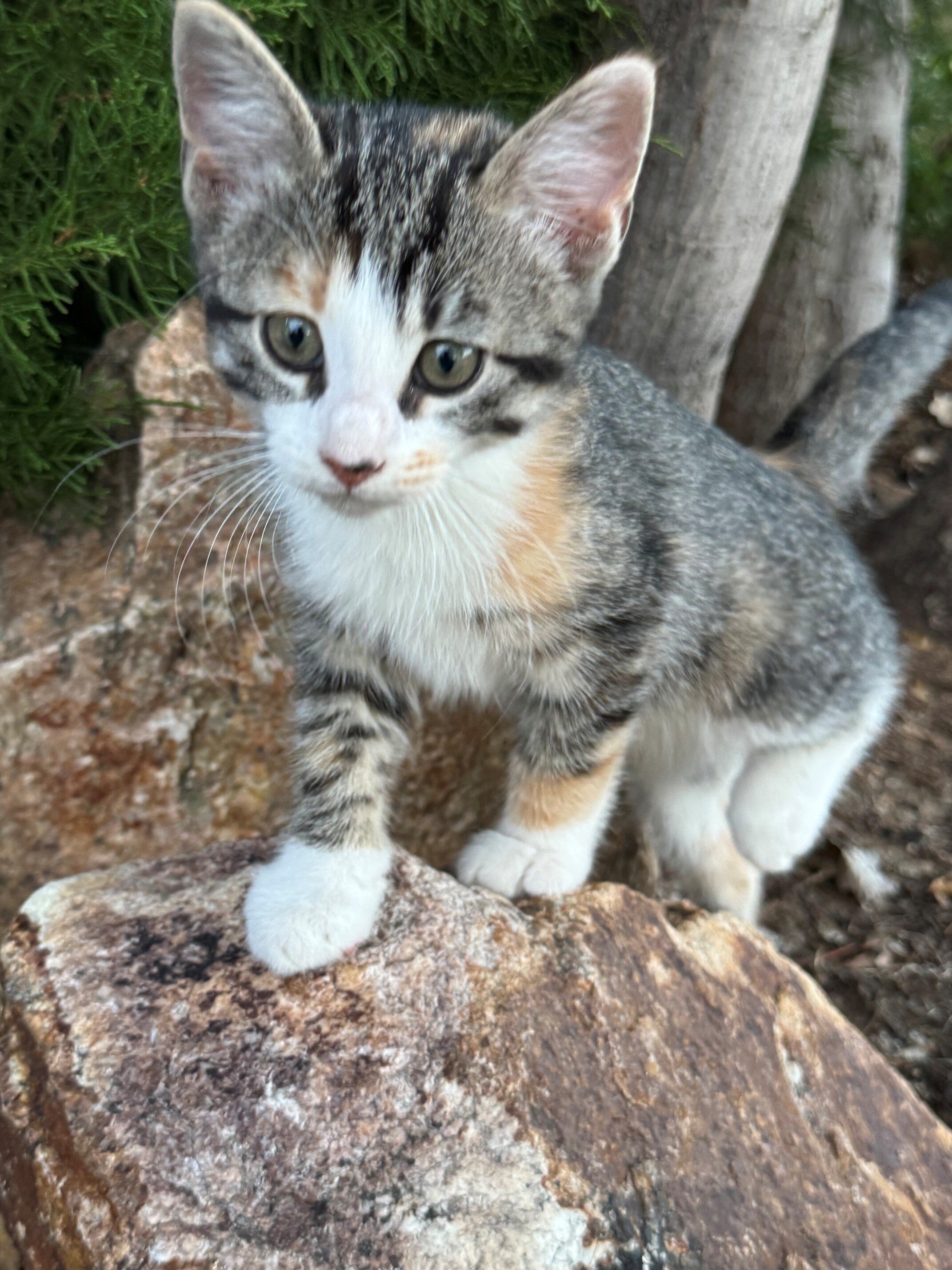 Lovely Tame Kittens image 6