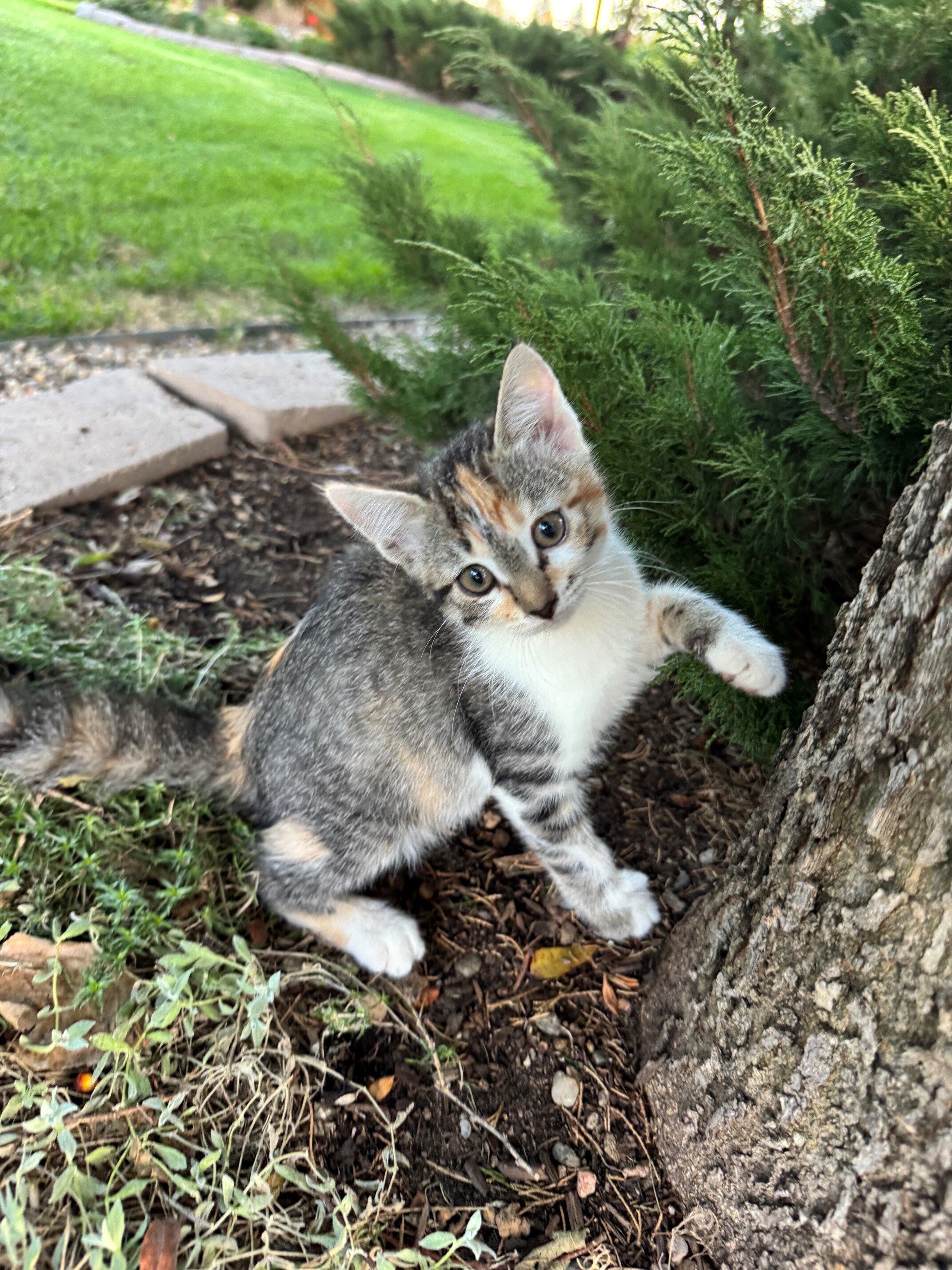 Lovely Tame Kittens image 10