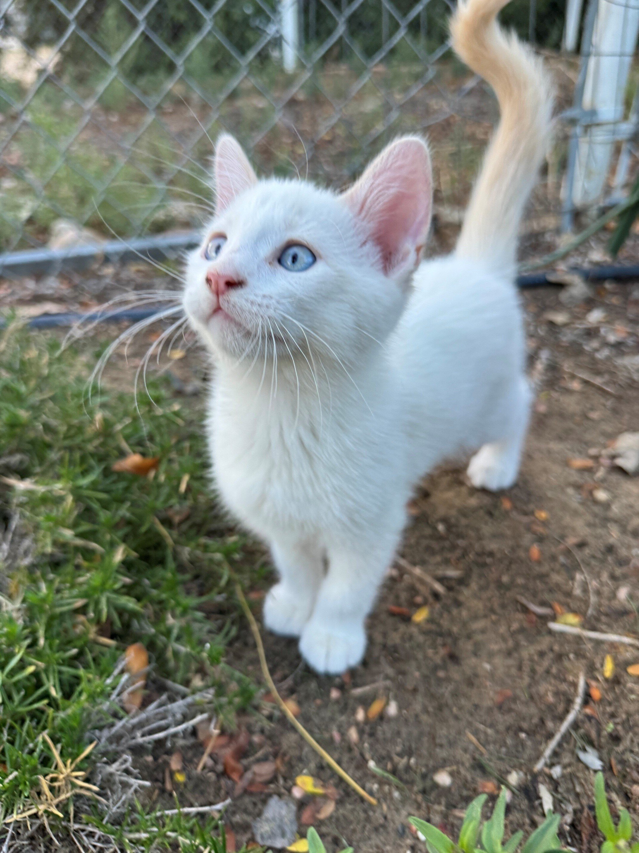 Lovely Tame Kittens image 3
