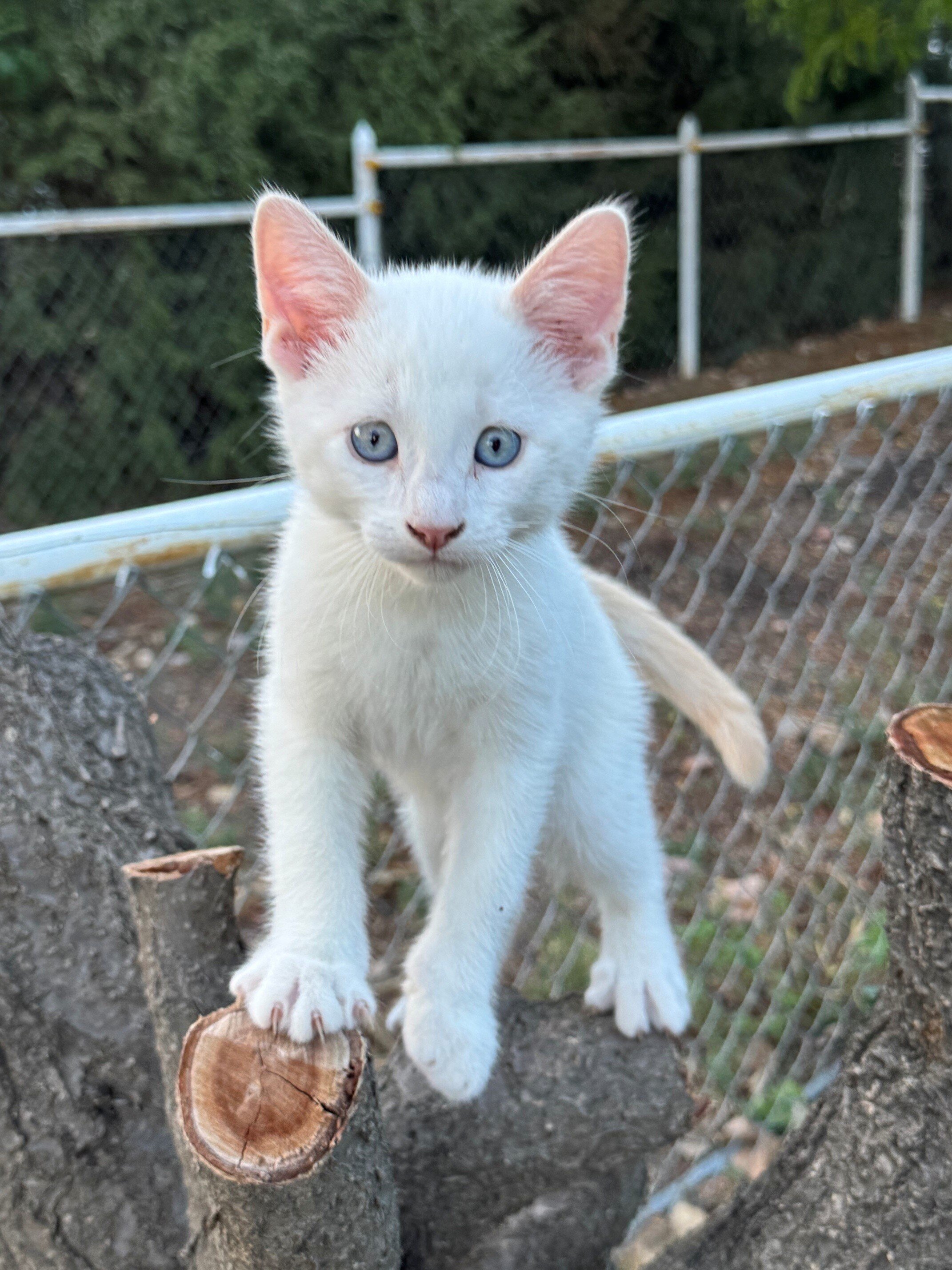 Lovely Tame Kittens image 8
