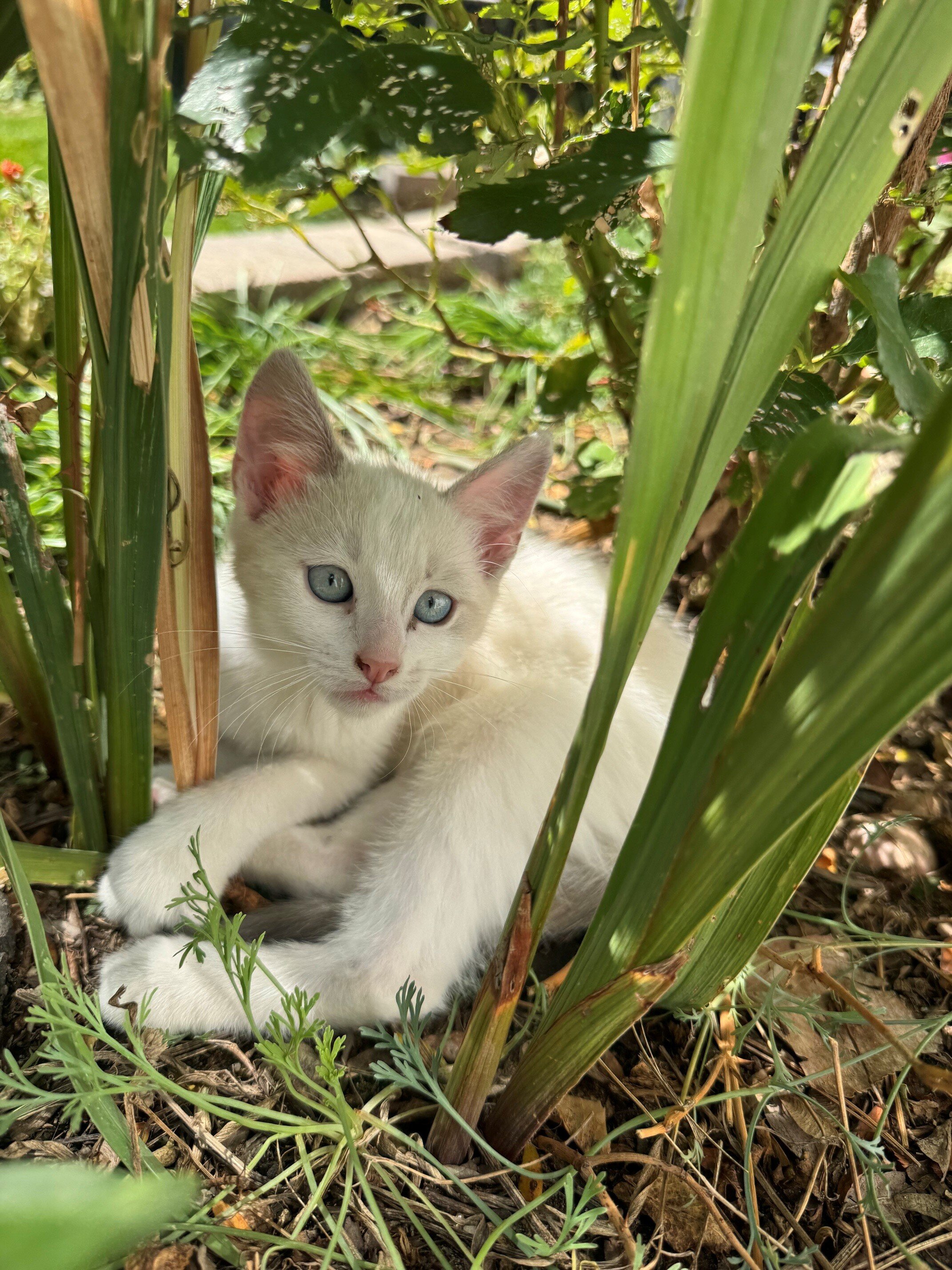 Lovely Tame Kittens image 2