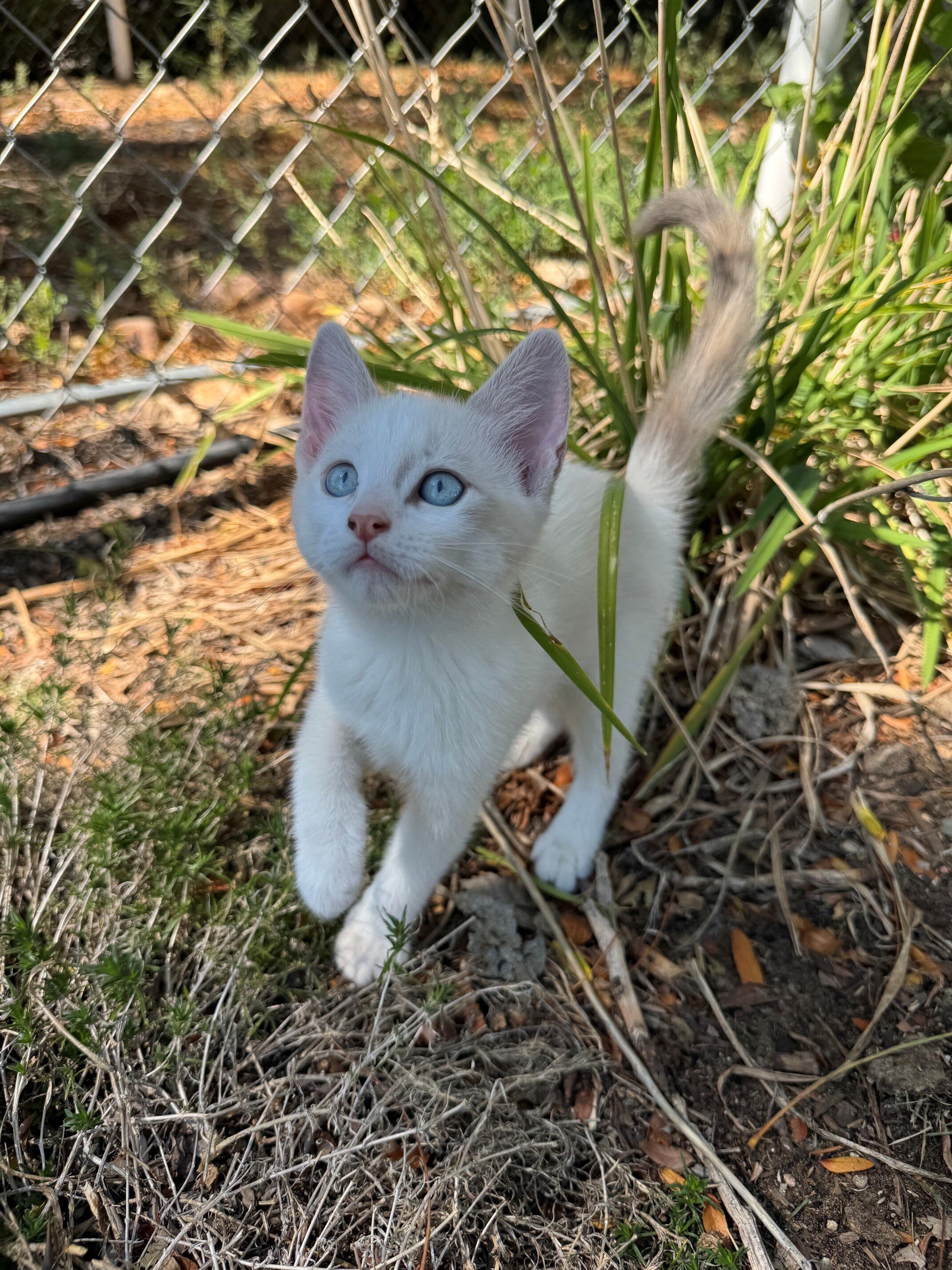 Lovely Tame Kittens image 5