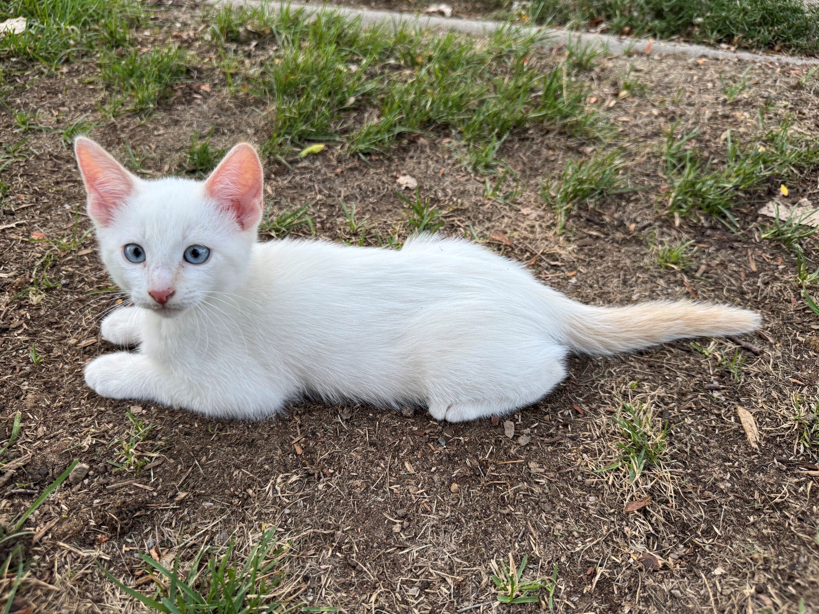 Lovely Tame Kittens image 9