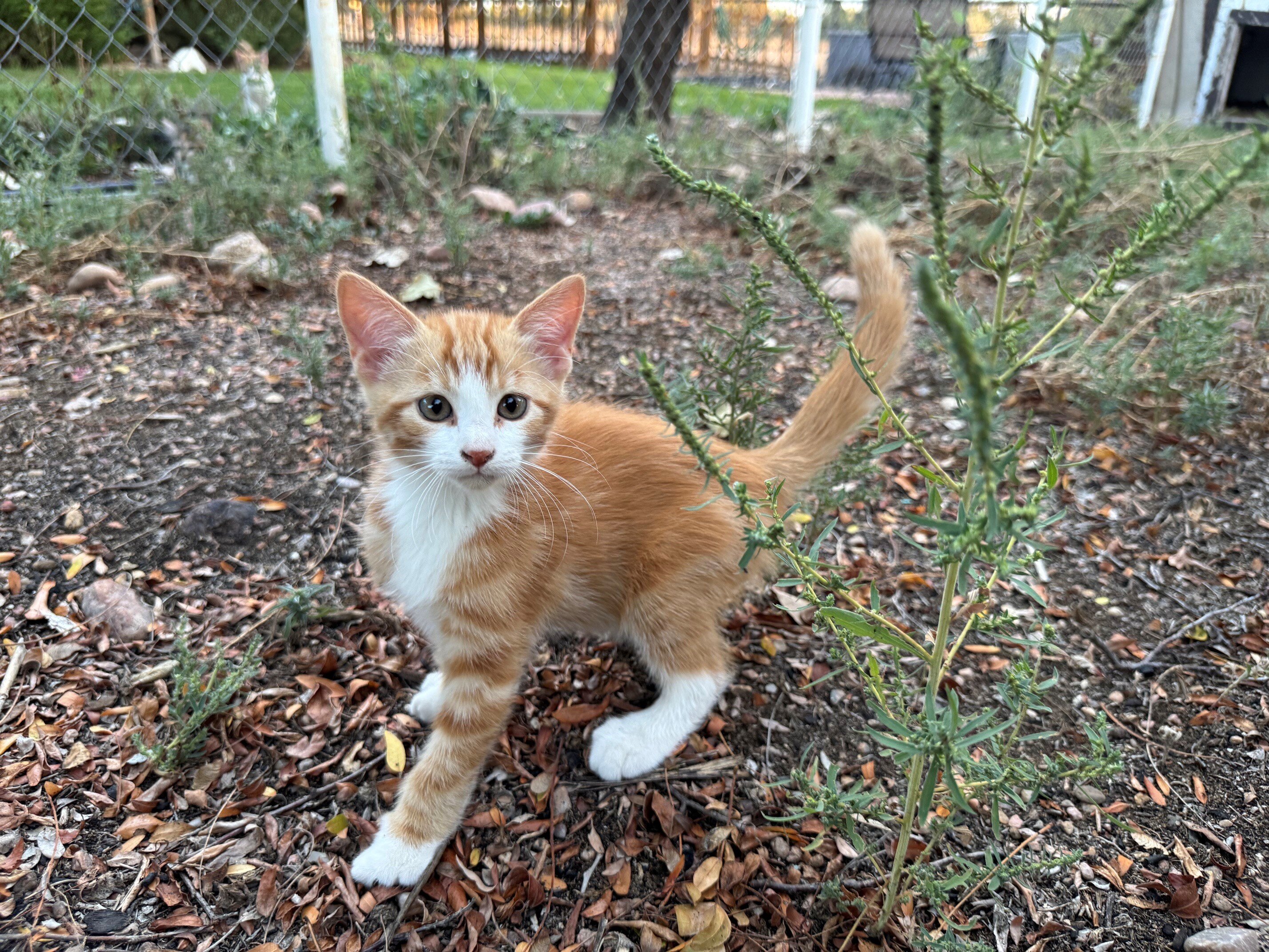Lovely Tame Kittens image 7