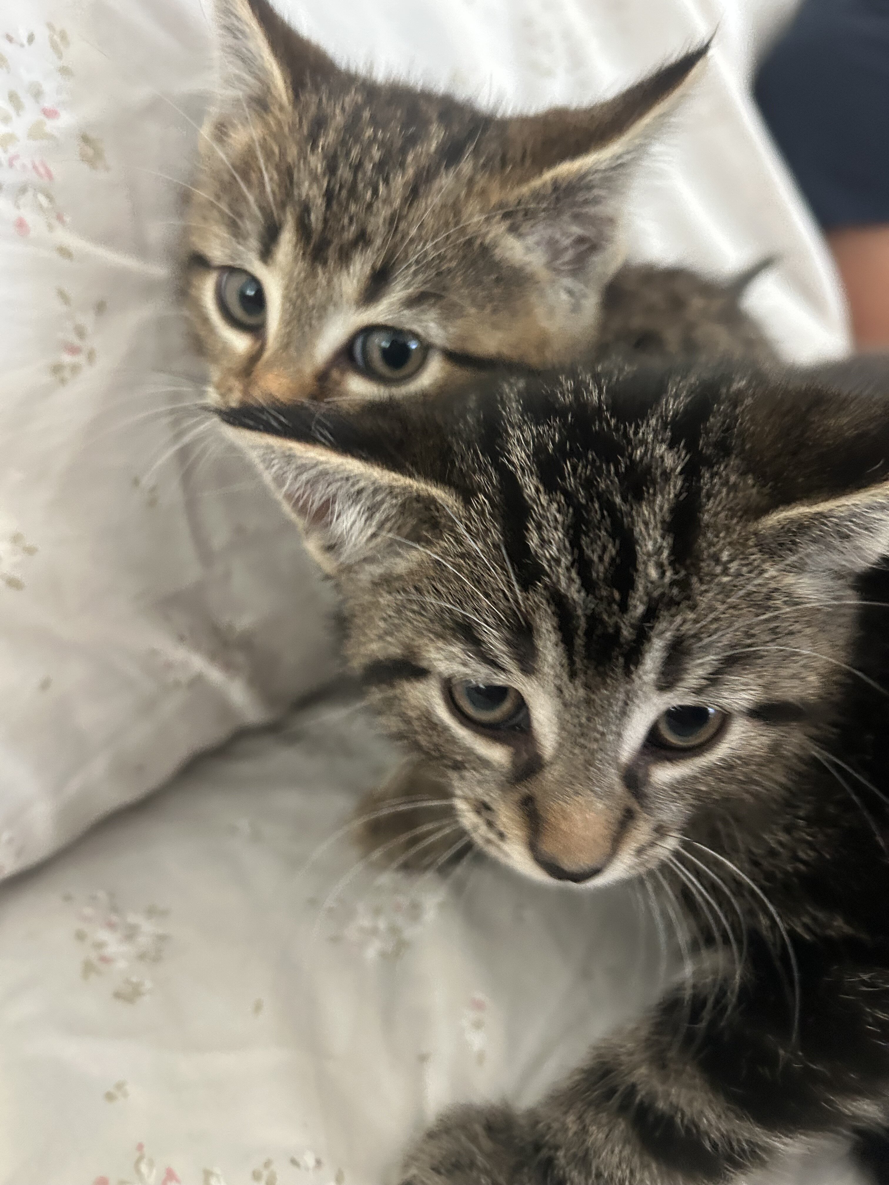 Kittens for new home image 4