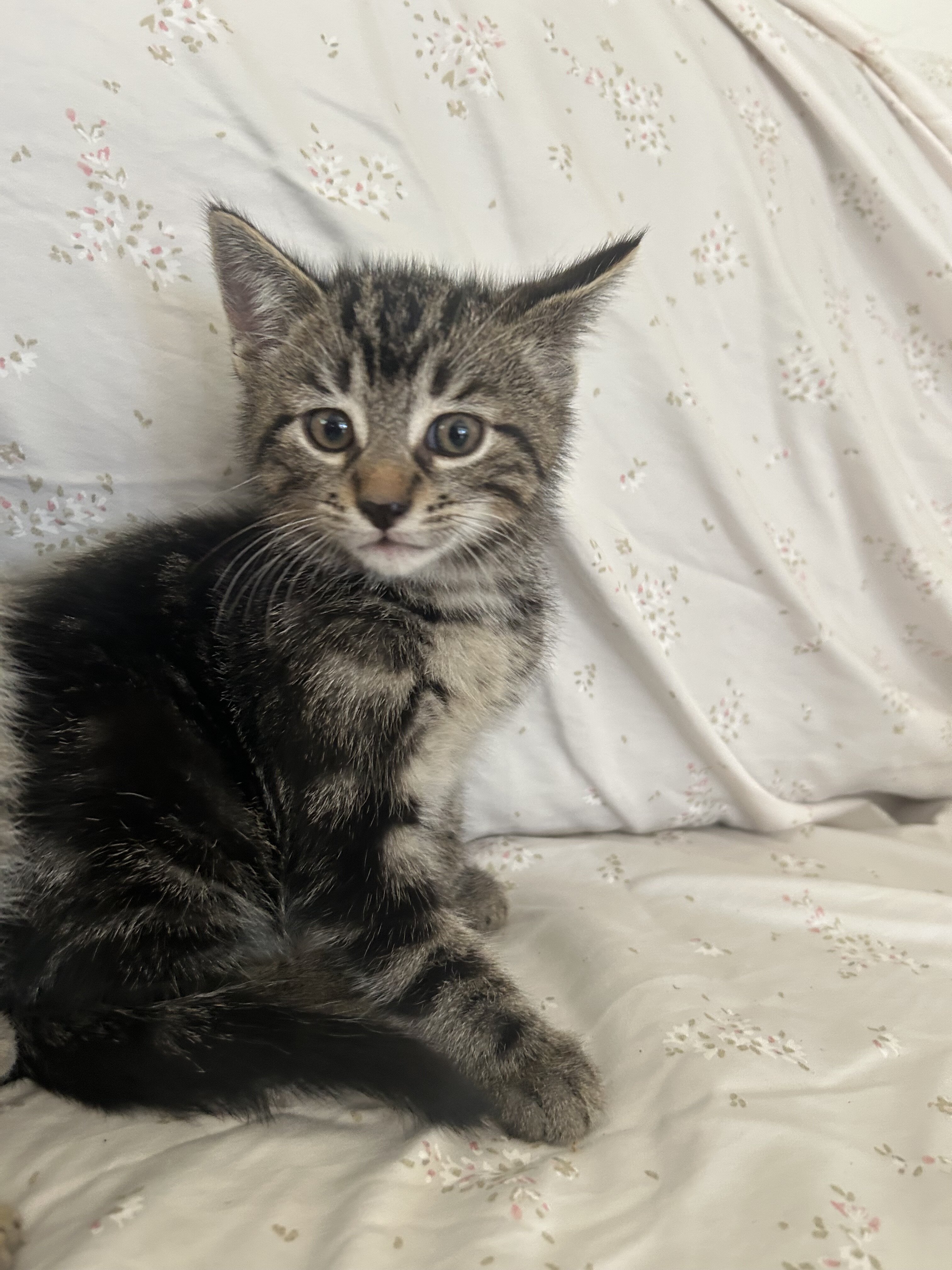 Kittens for new home image 2