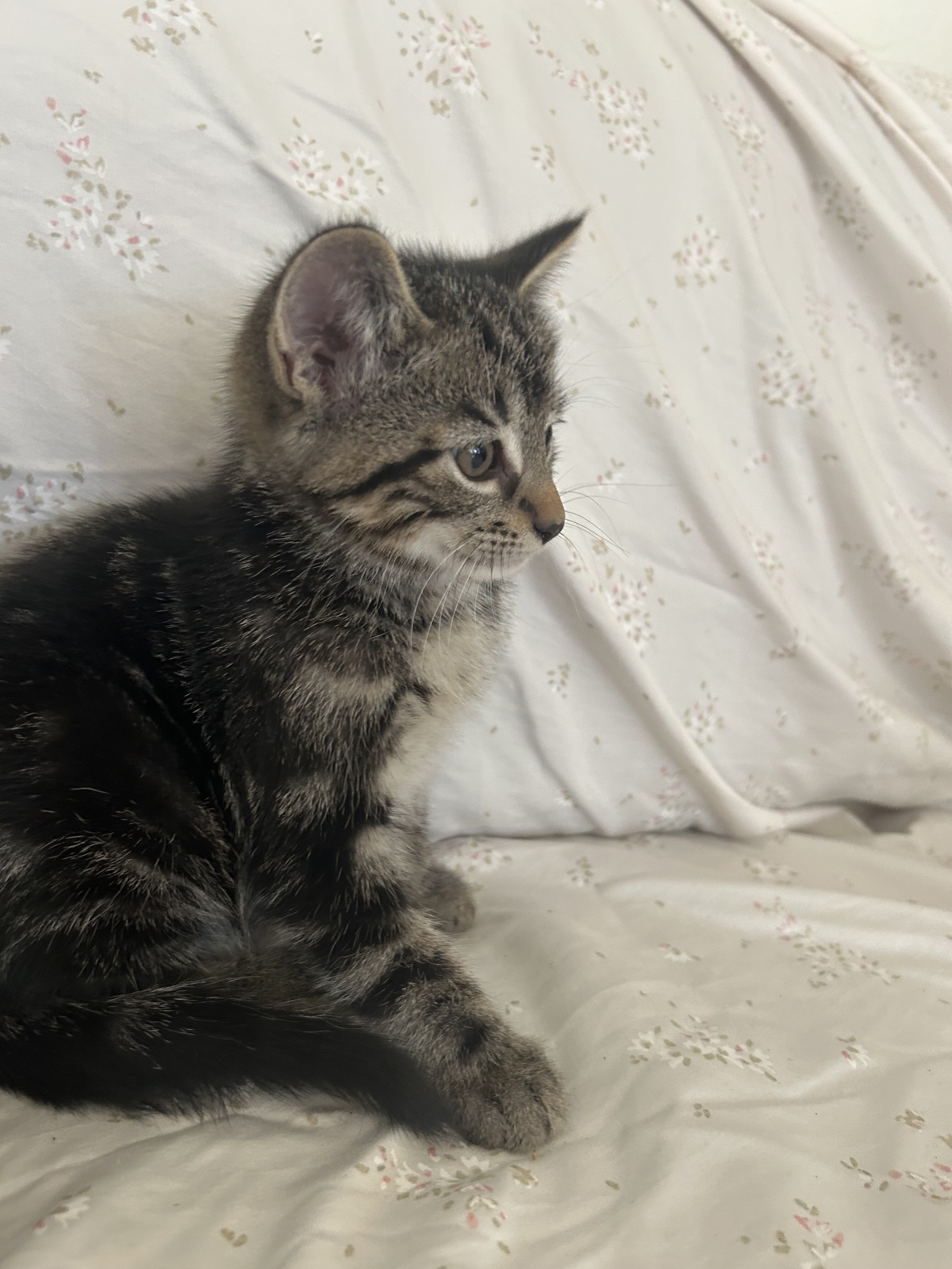 Kittens for new home image 1