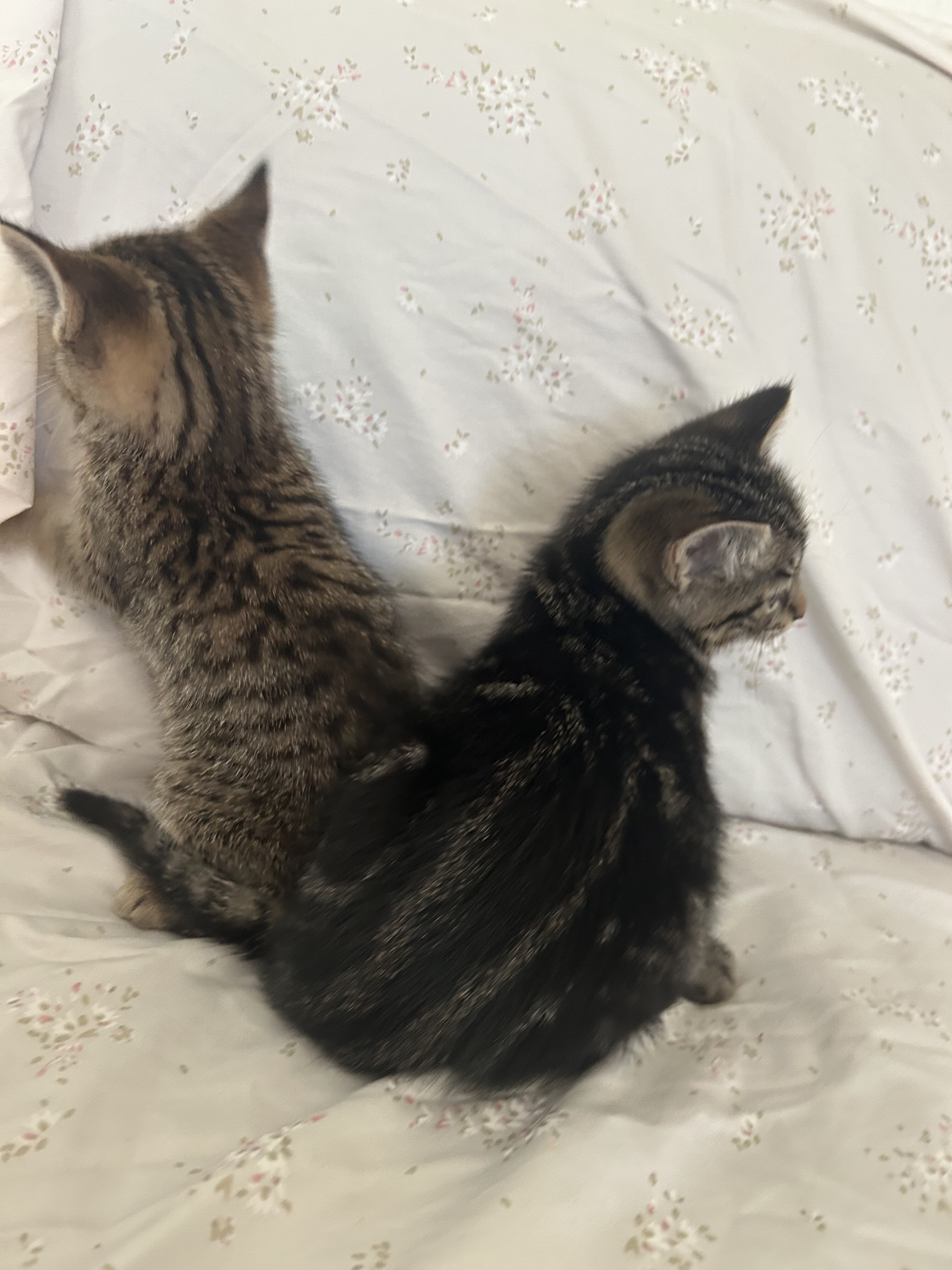 Kittens for new home image 3