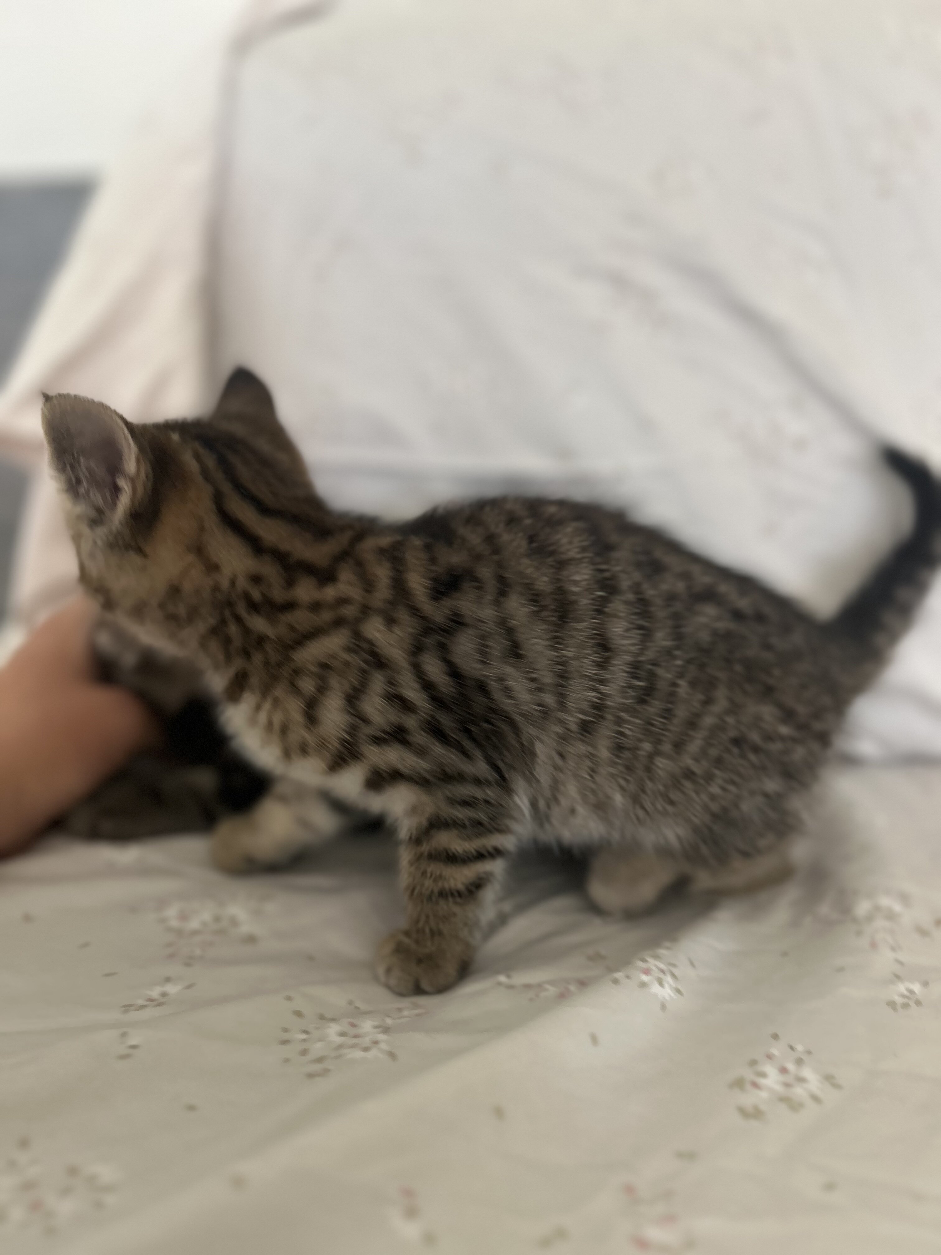 Kittens for new home image 5