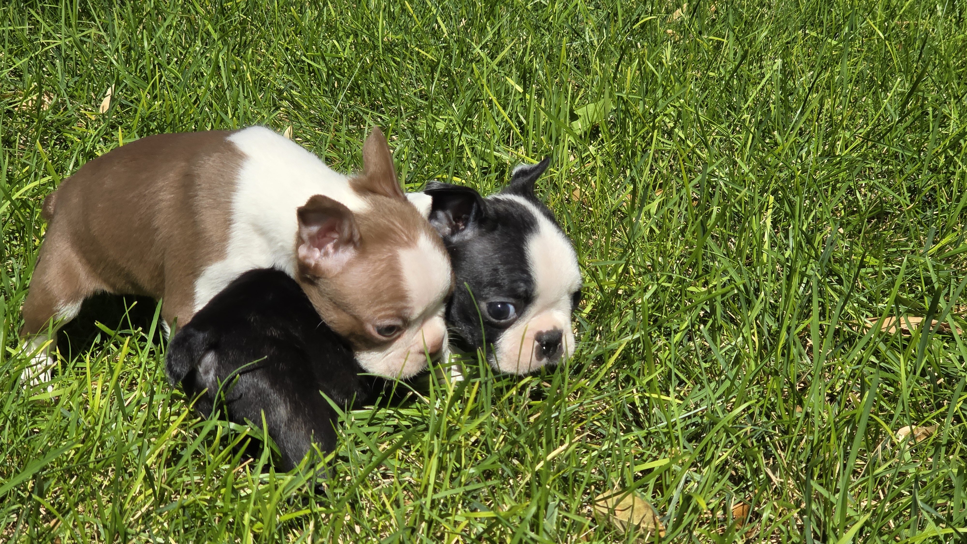 AKC Boston Terrier puppies image 1