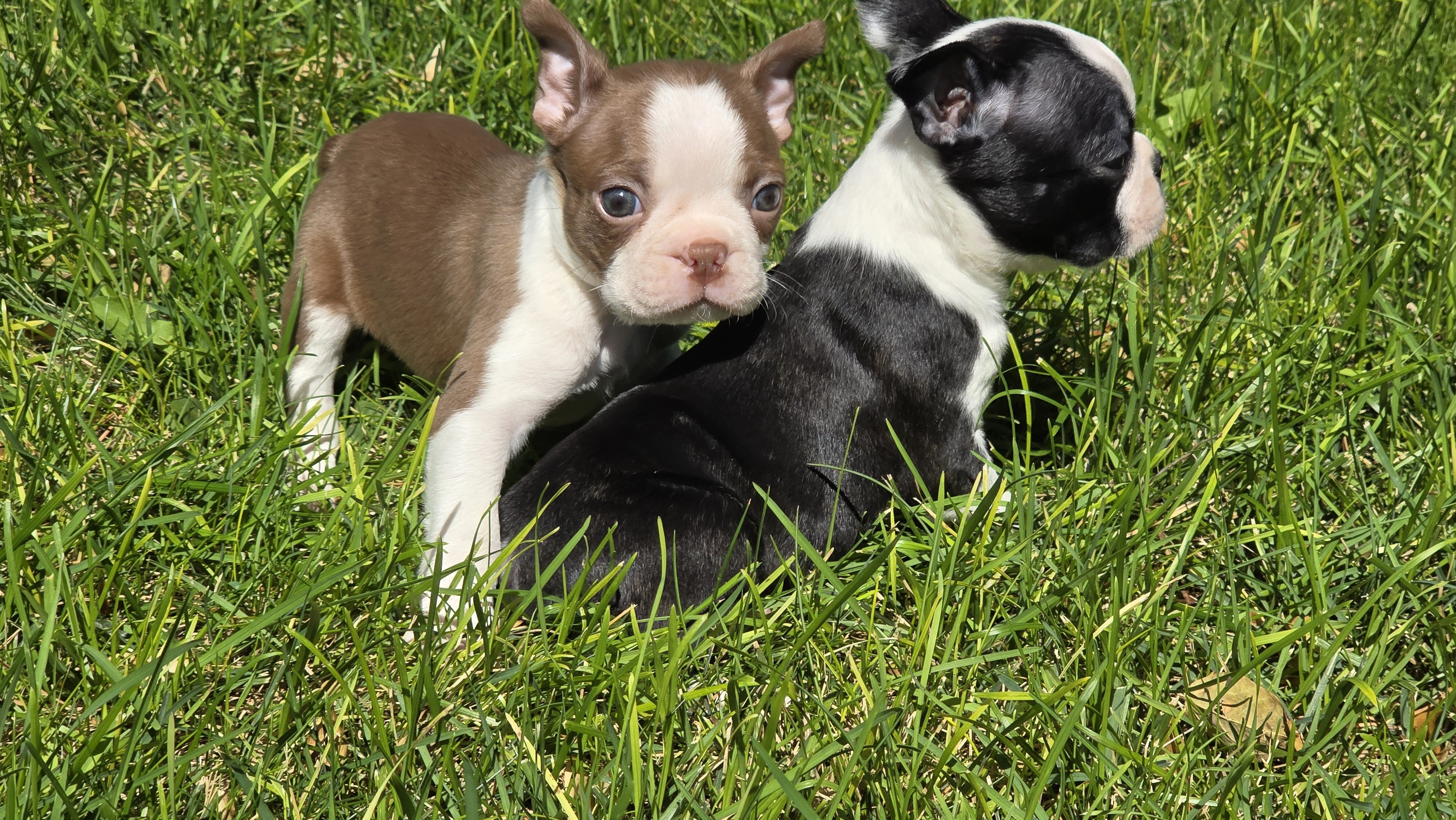 AKC Boston Terrier puppies image 2
