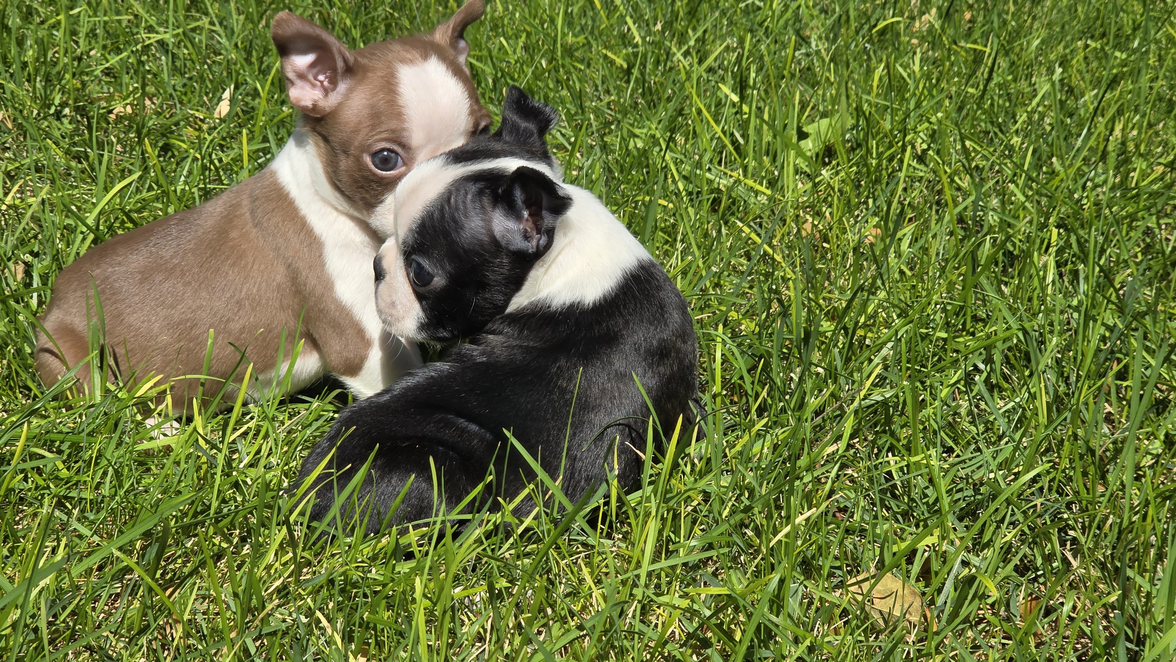 AKC Boston Terrier puppies image 3