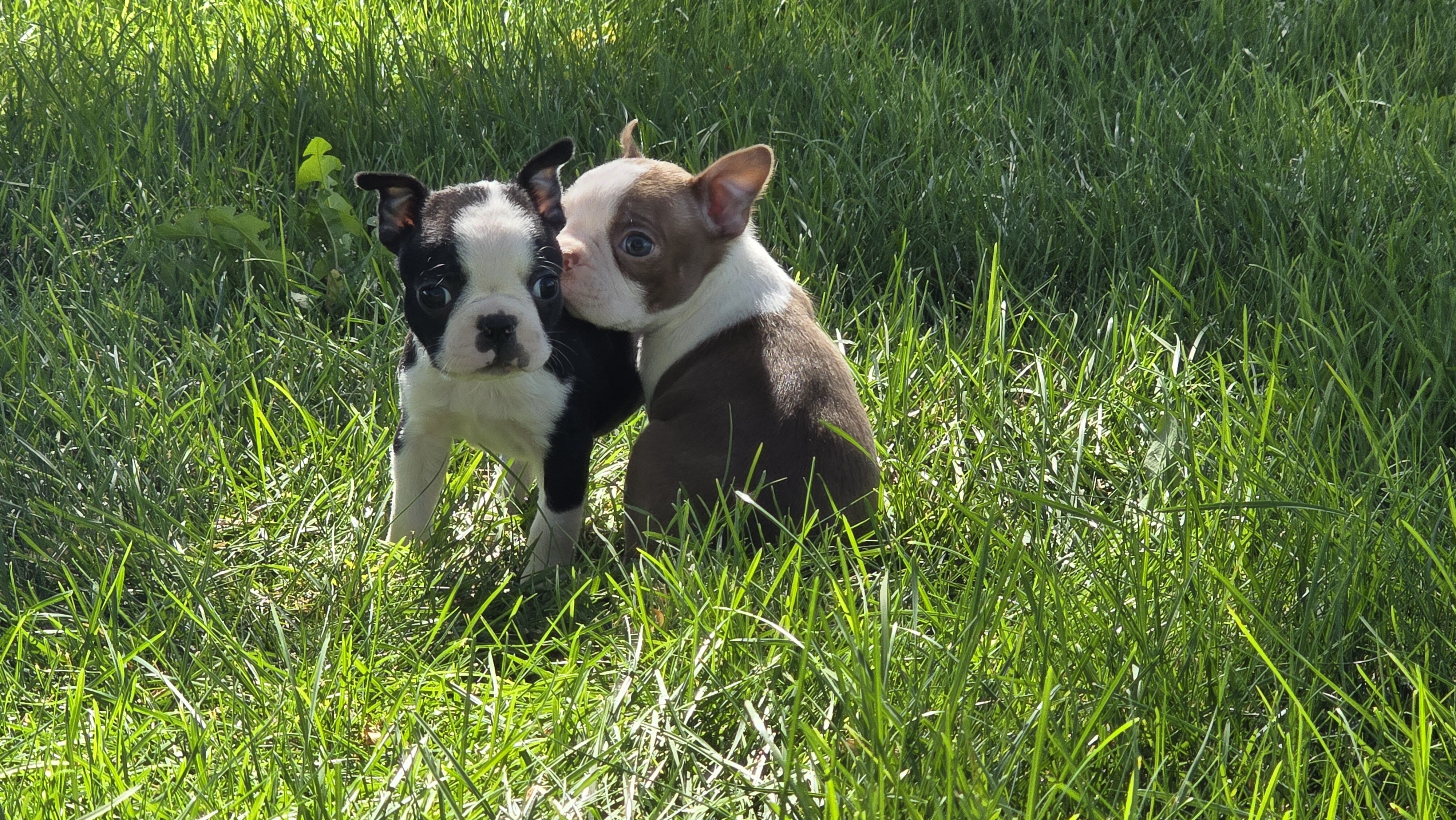 AKC Boston Terrier puppies image 4