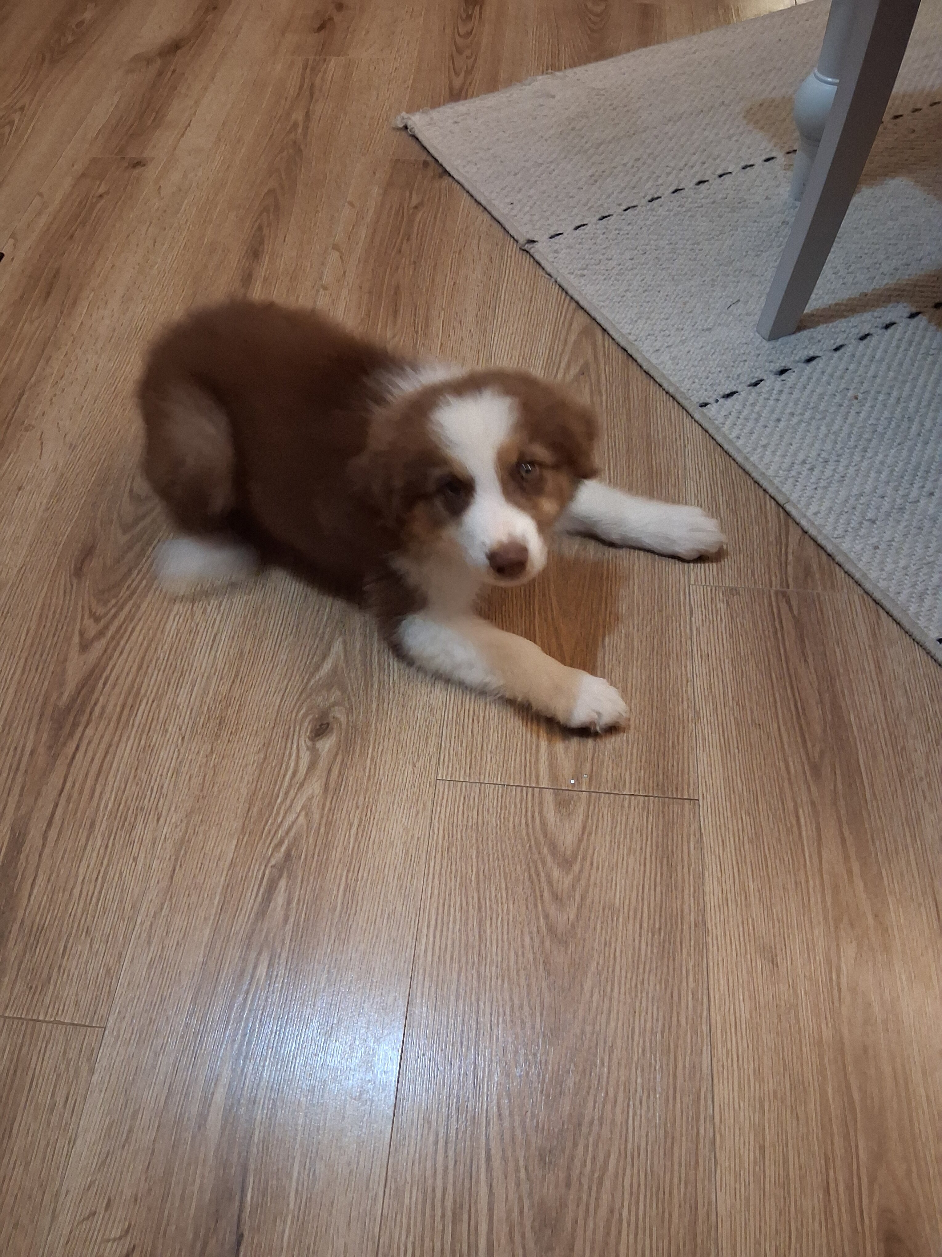 Australian shepherd puppy, 13 weeks old, house bro image 1