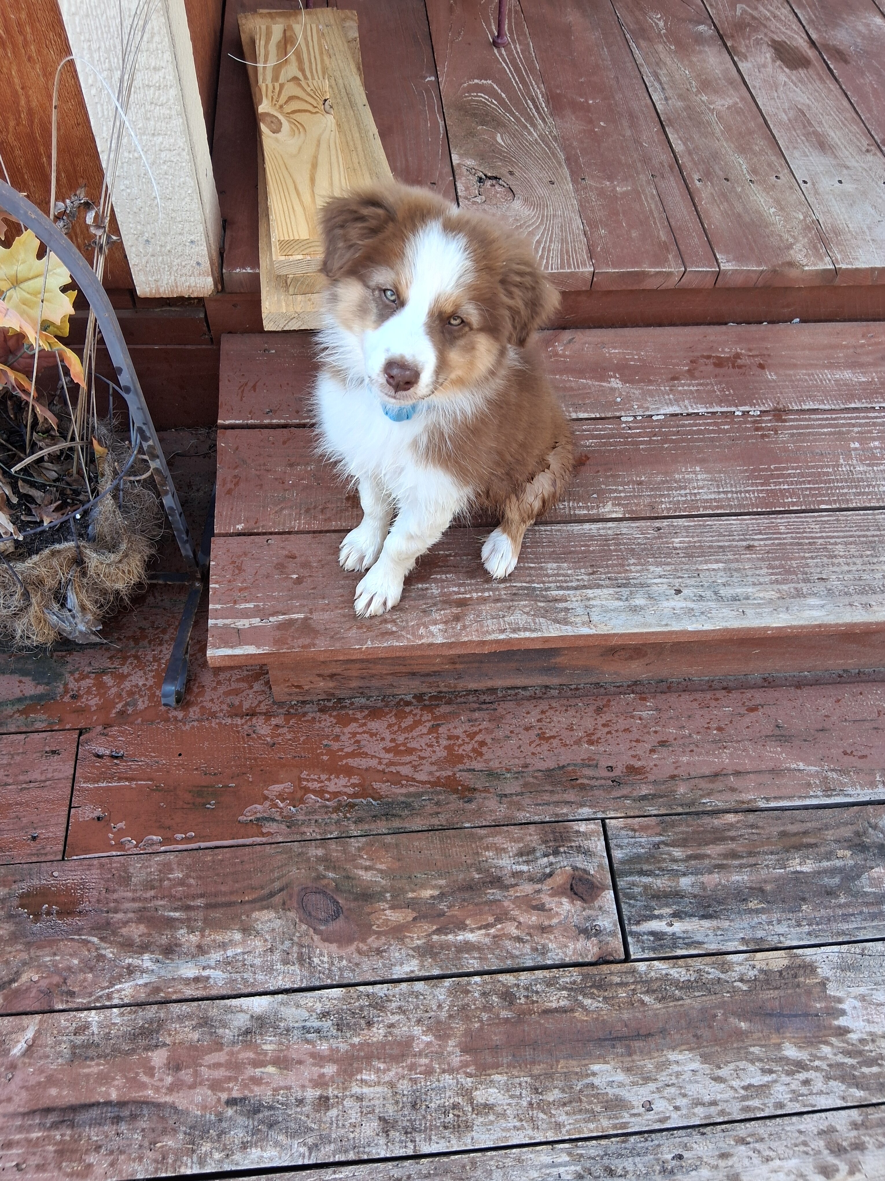 Australian shepherd puppy, 13 weeks old, house bro image 2