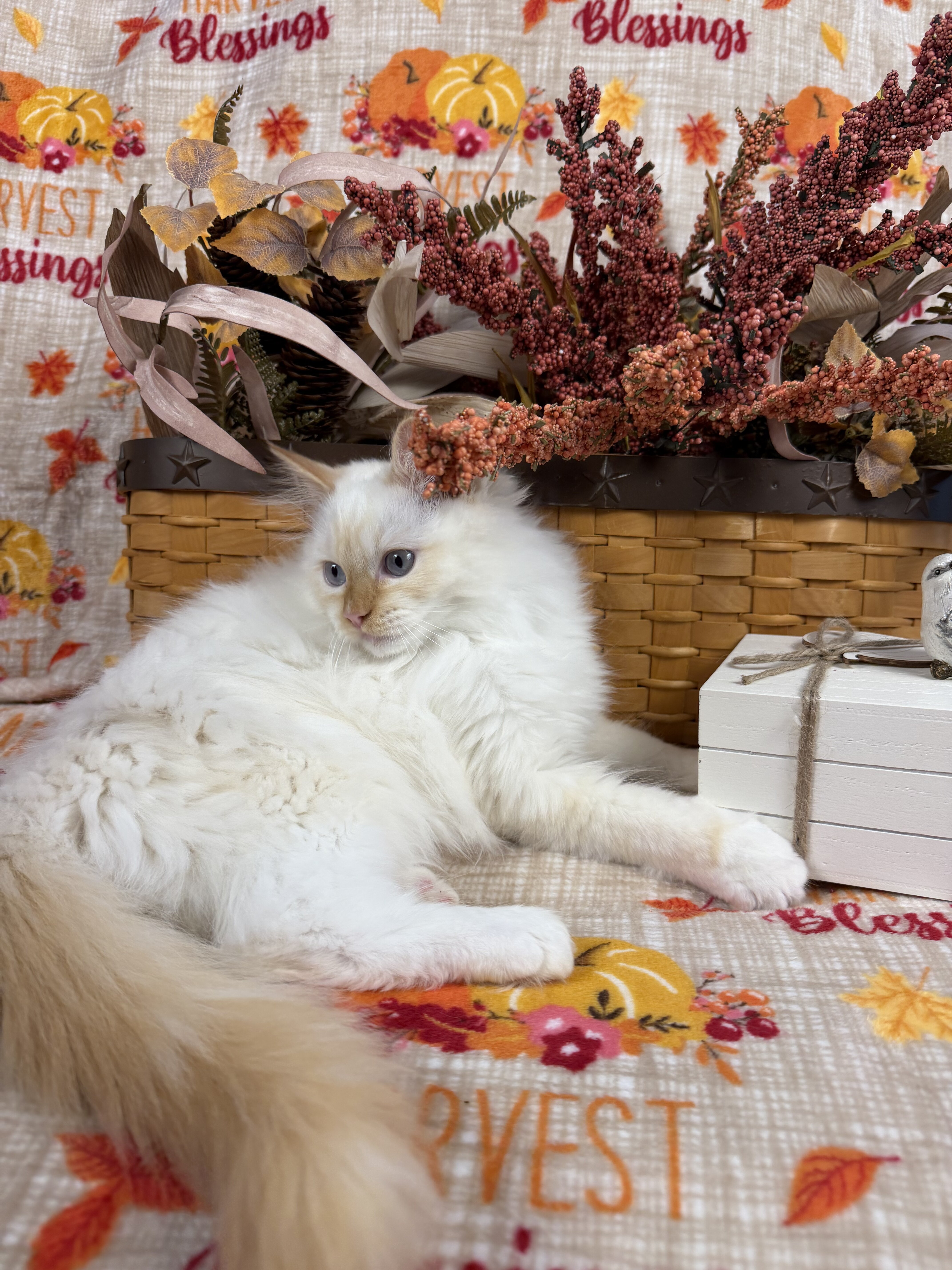 Flame point mitted male Ragdoll kitten available image 5