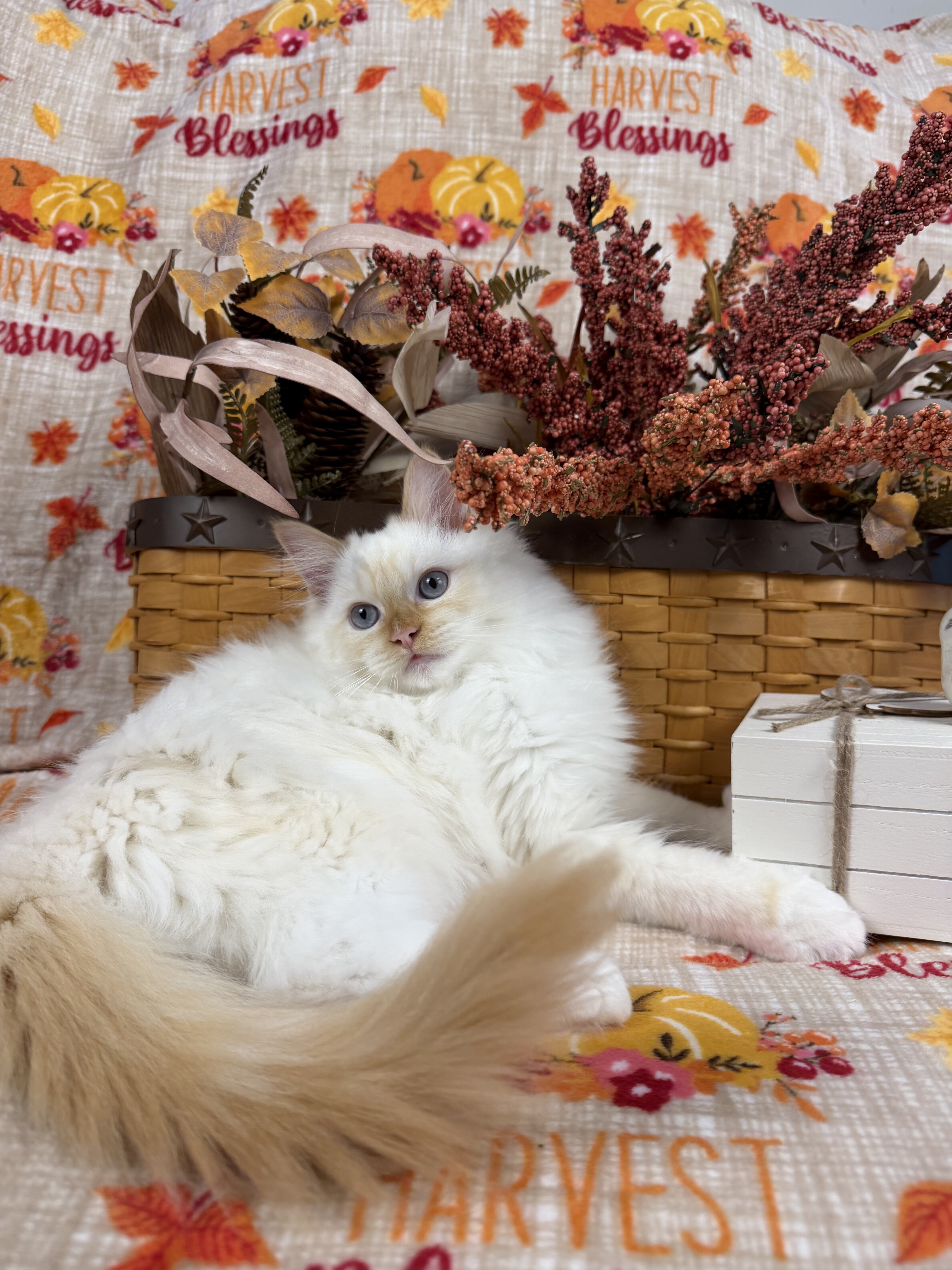 Flame point mitted male Ragdoll kitten available image 1