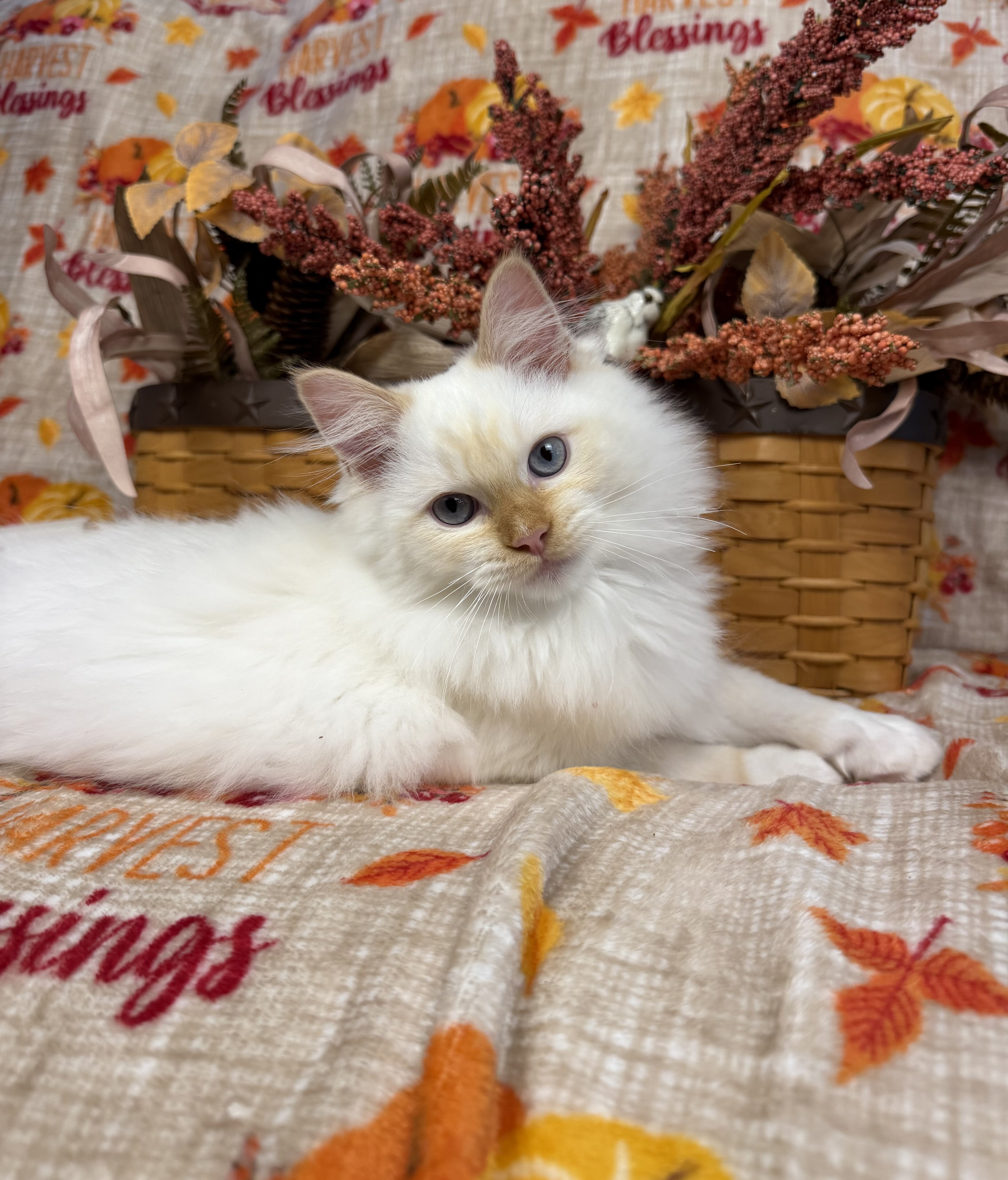Flame point mitted male Ragdoll kitten available image 2