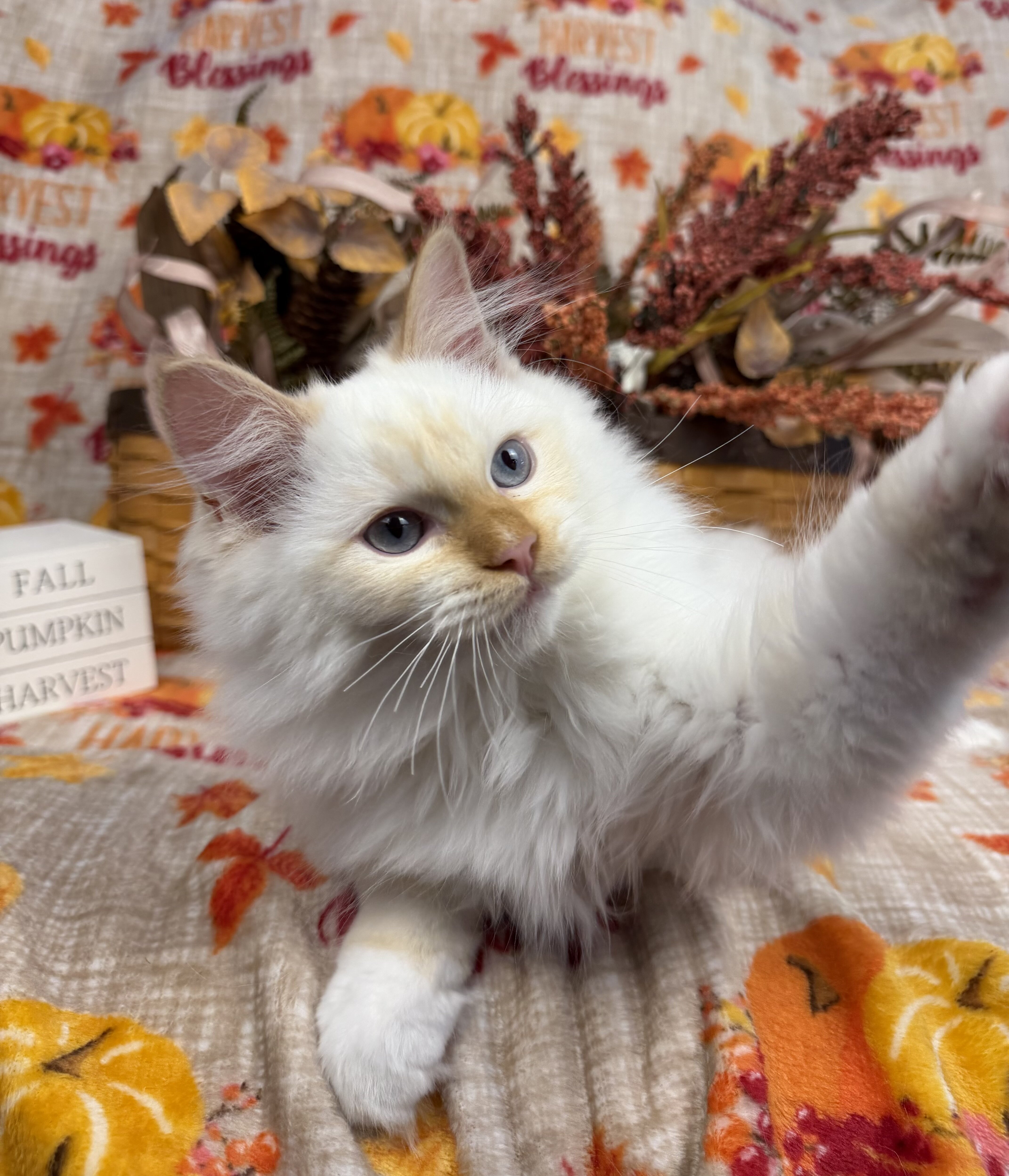 Flame point mitted male Ragdoll kitten available image 6