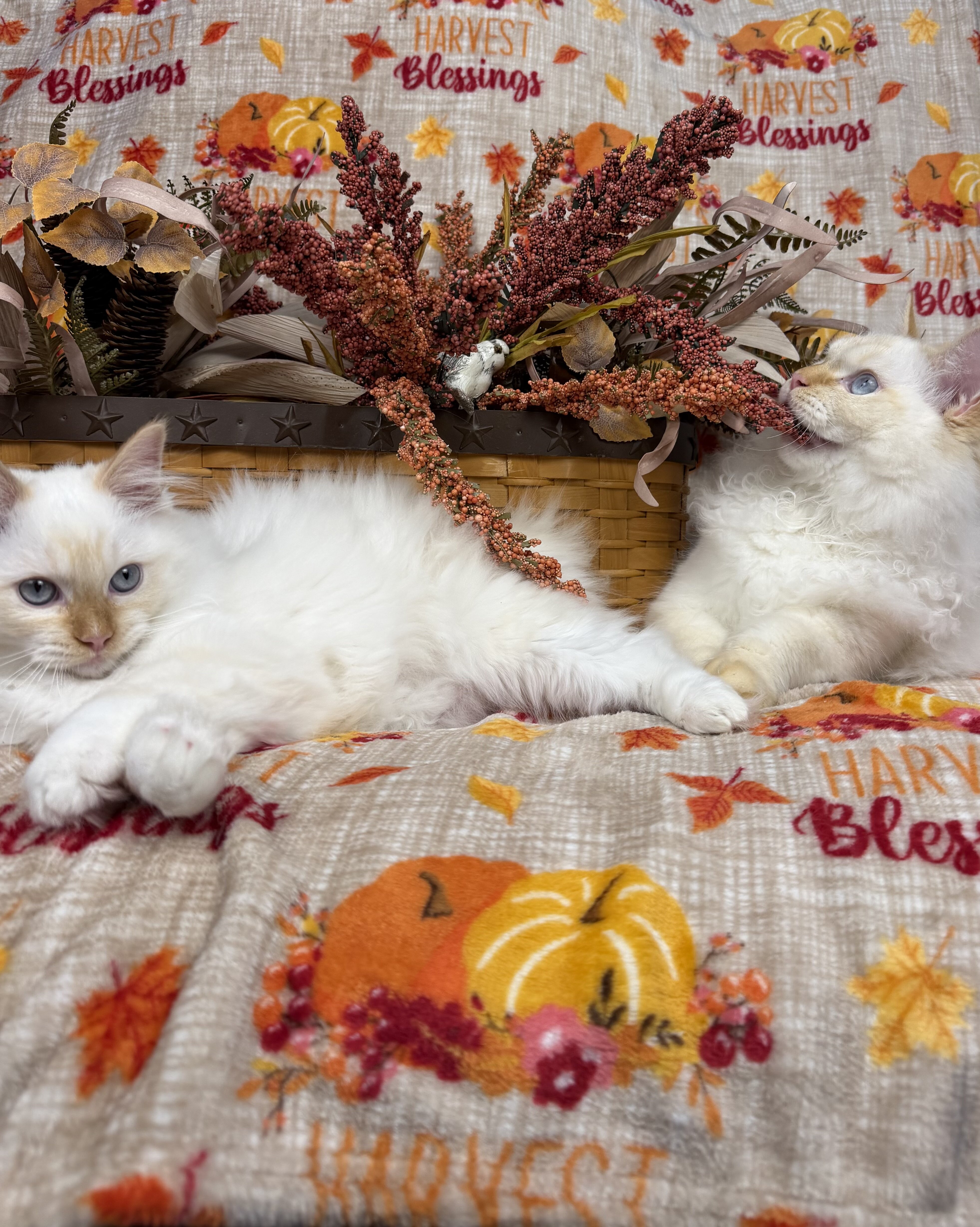 Flame point mitted male Ragdoll kitten available image 3