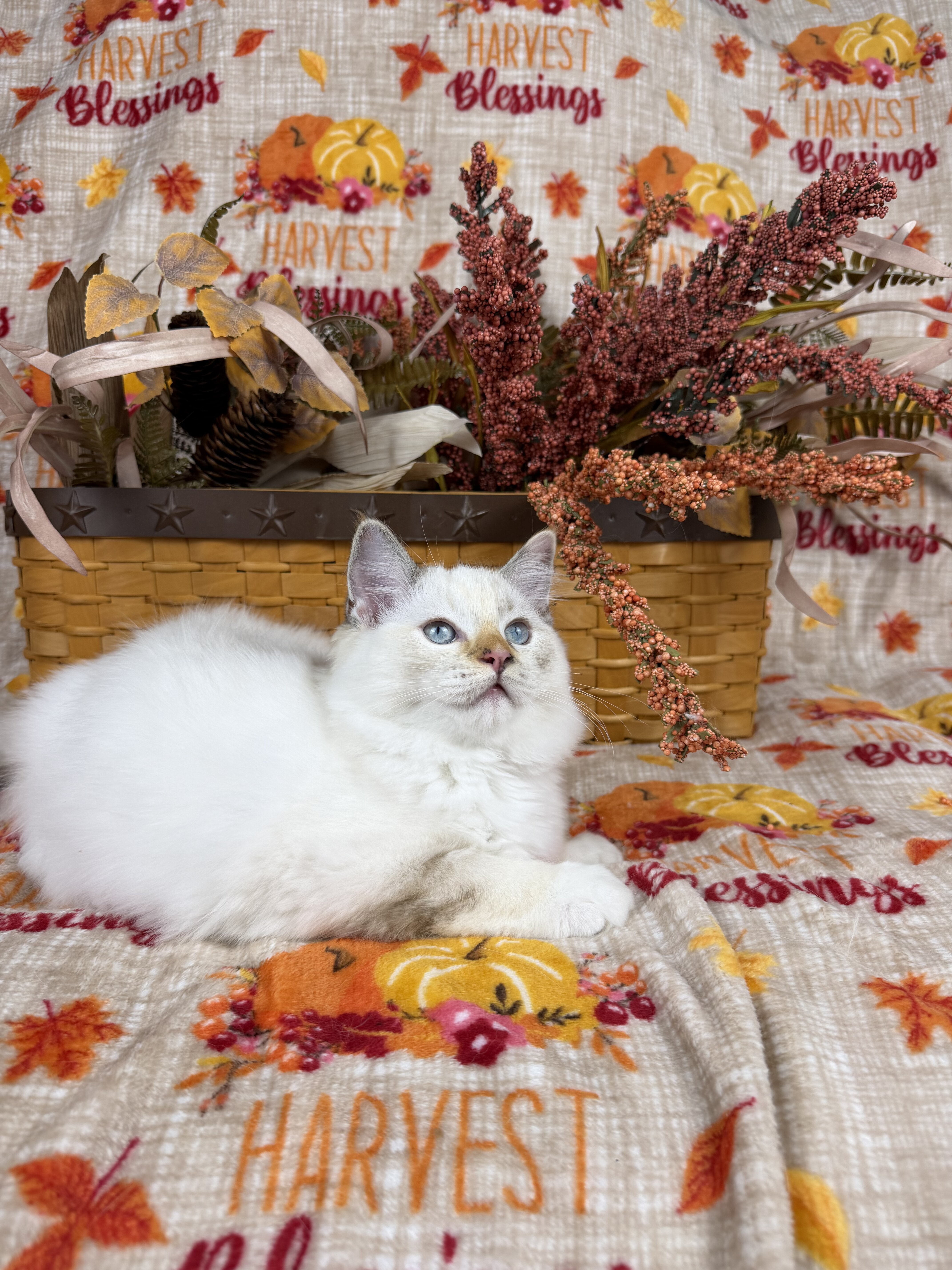 Purebred Female blue tortie kitten image 6