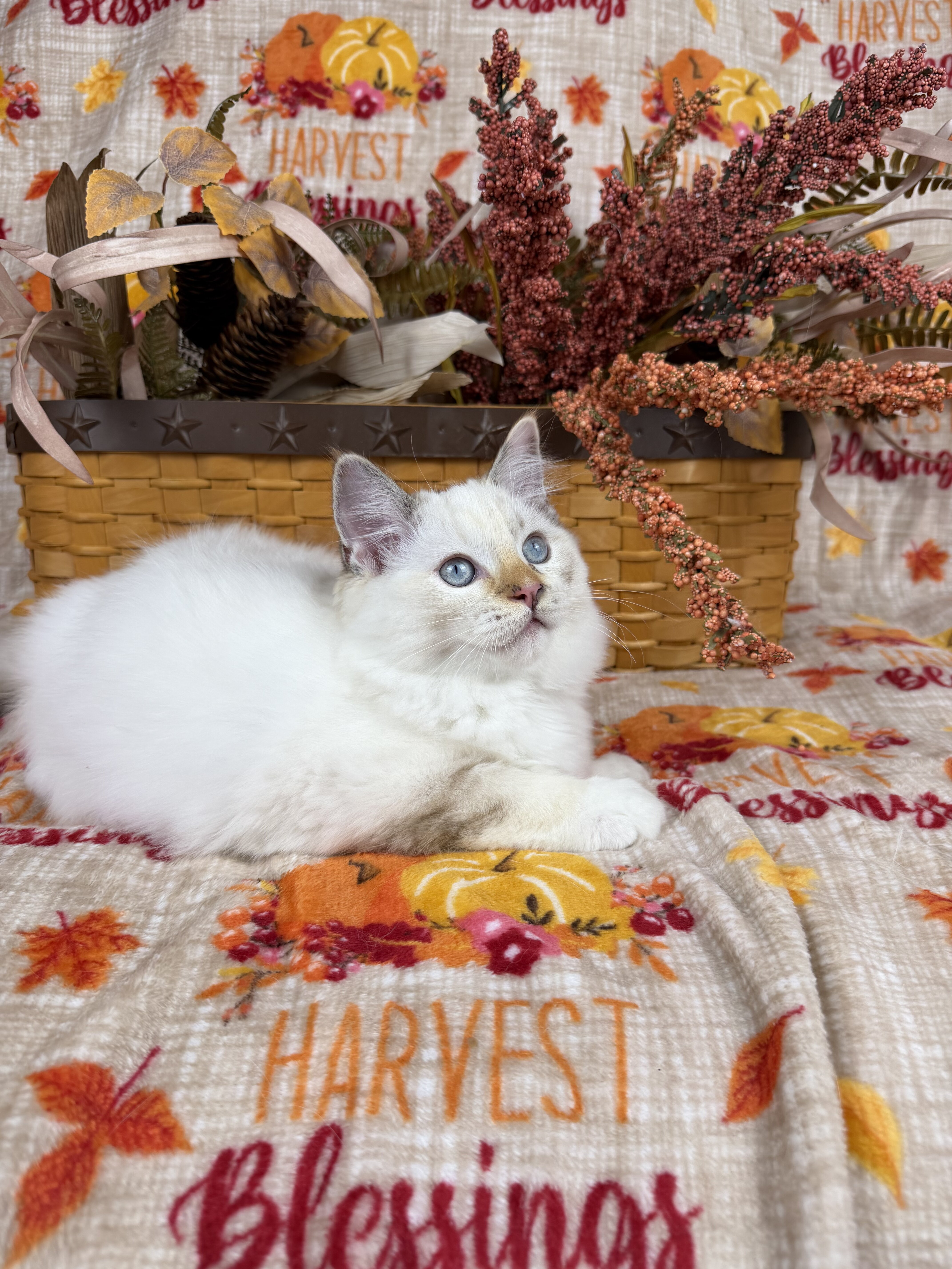 Purebred Female blue tortie kitten image 7