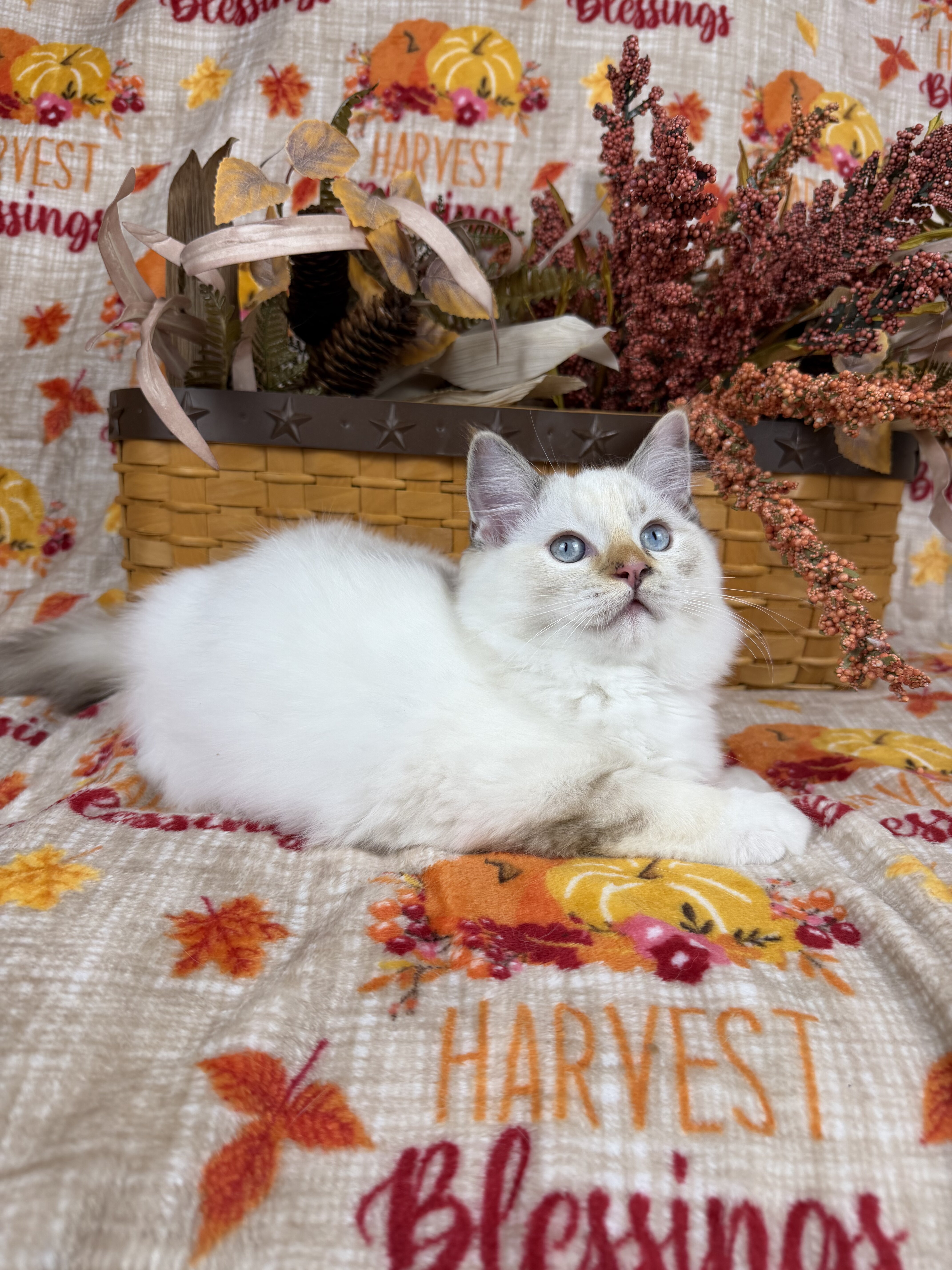 Purebred Female blue tortie kitten image 1