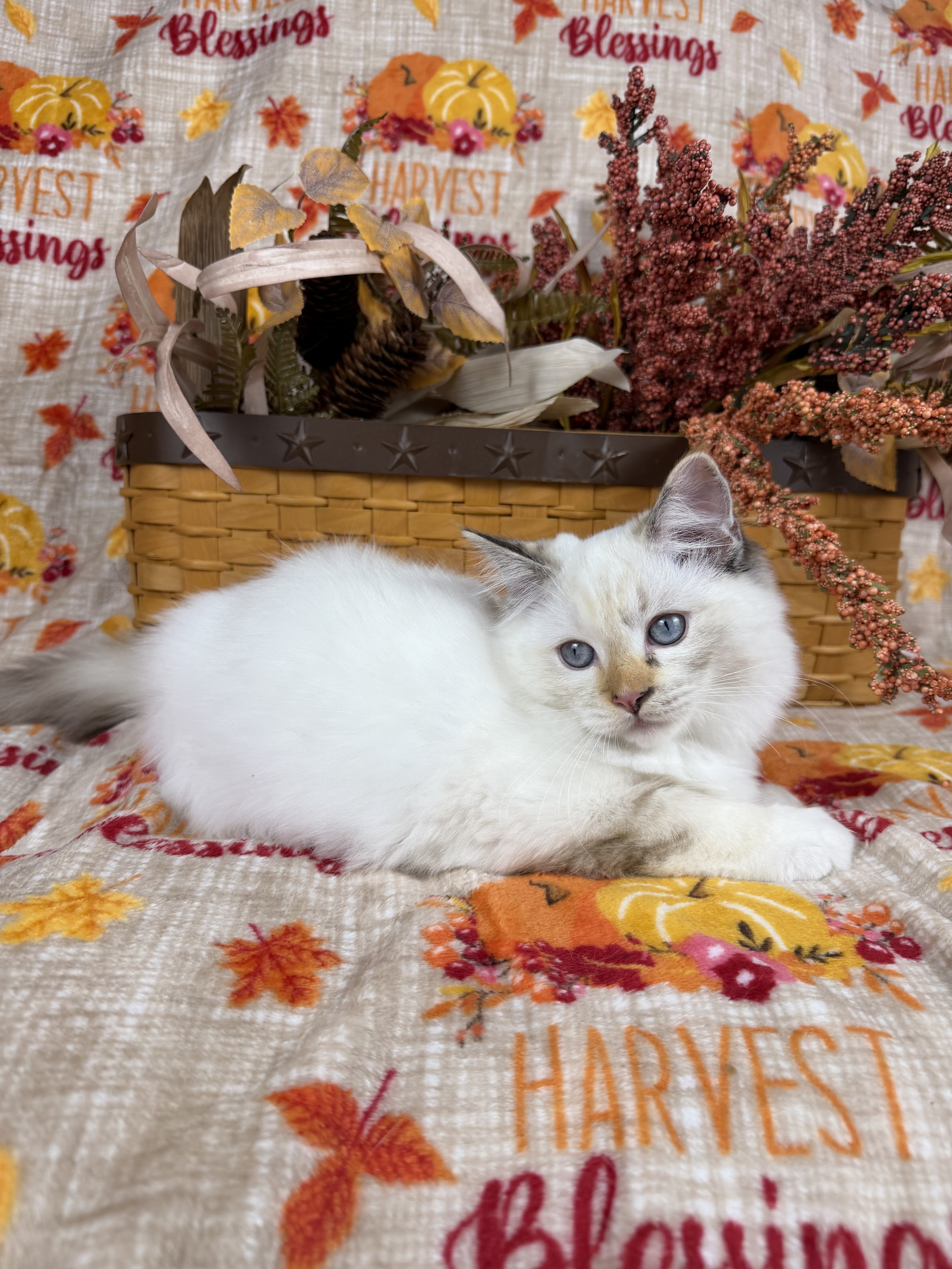 Purebred Female blue tortie kitten image 5