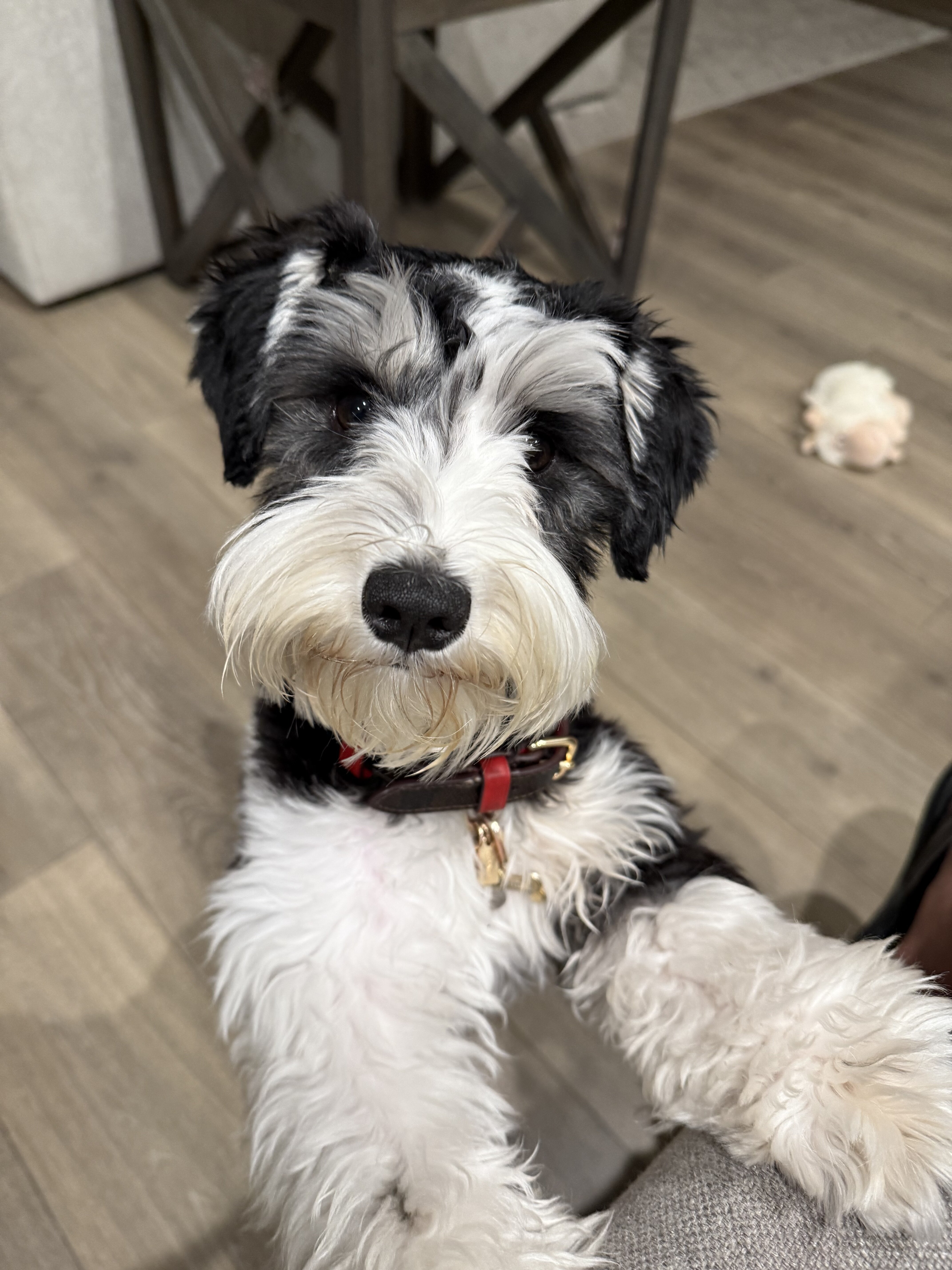 Miniature Schnauzers image 1