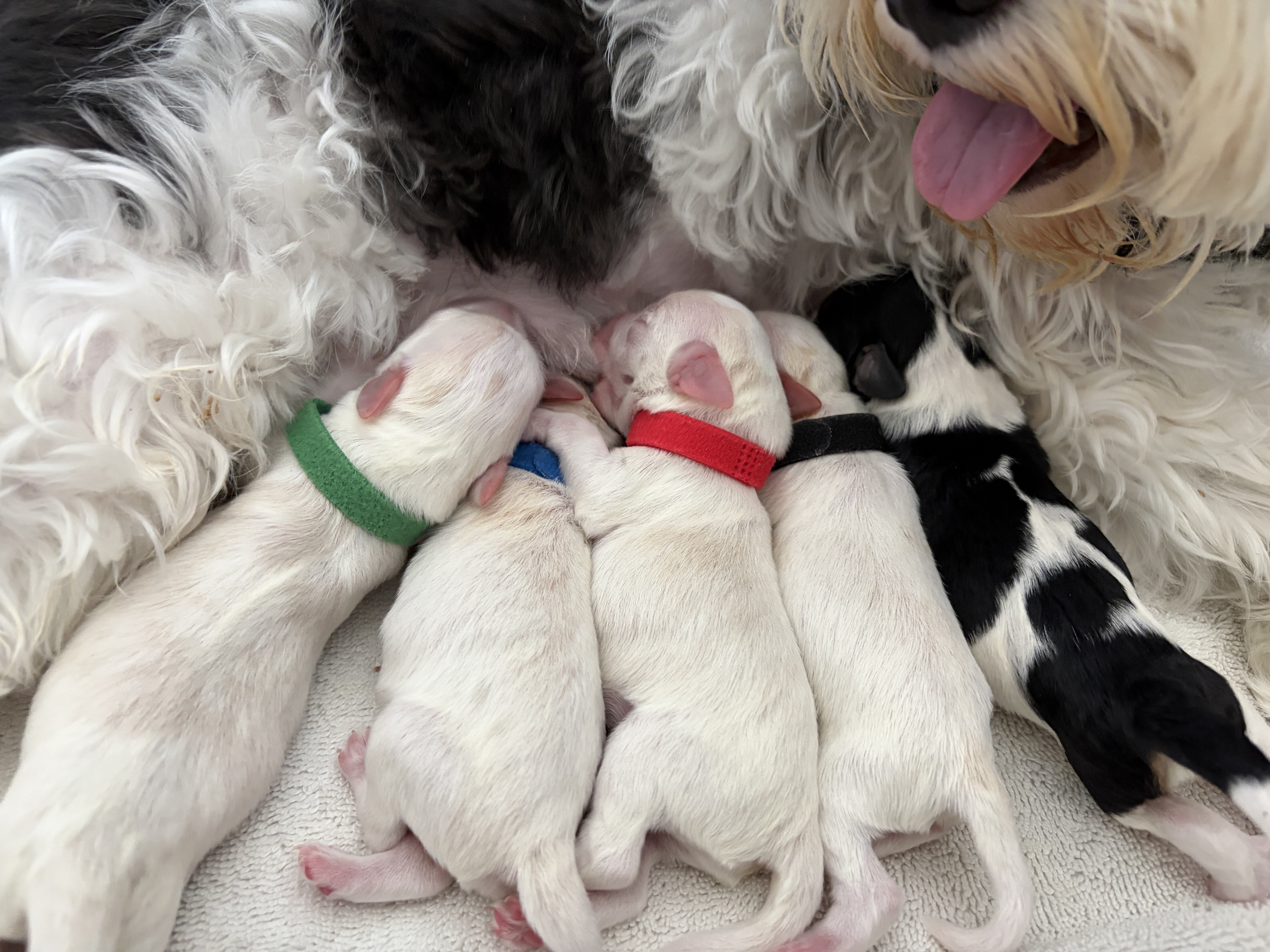 Miniature Schnauzers image 8