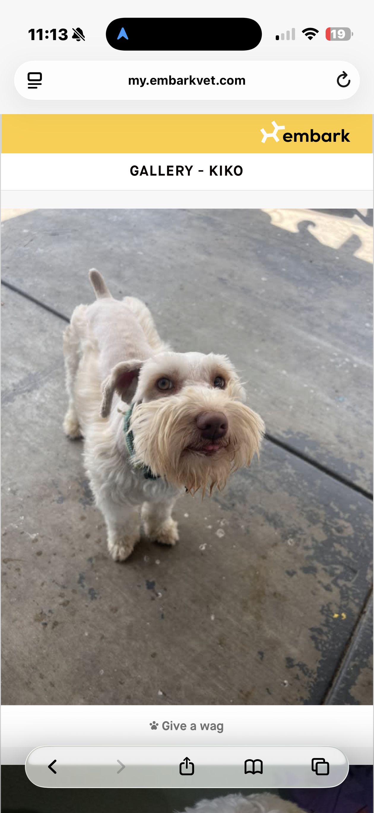 Miniature Schnauzers image 7