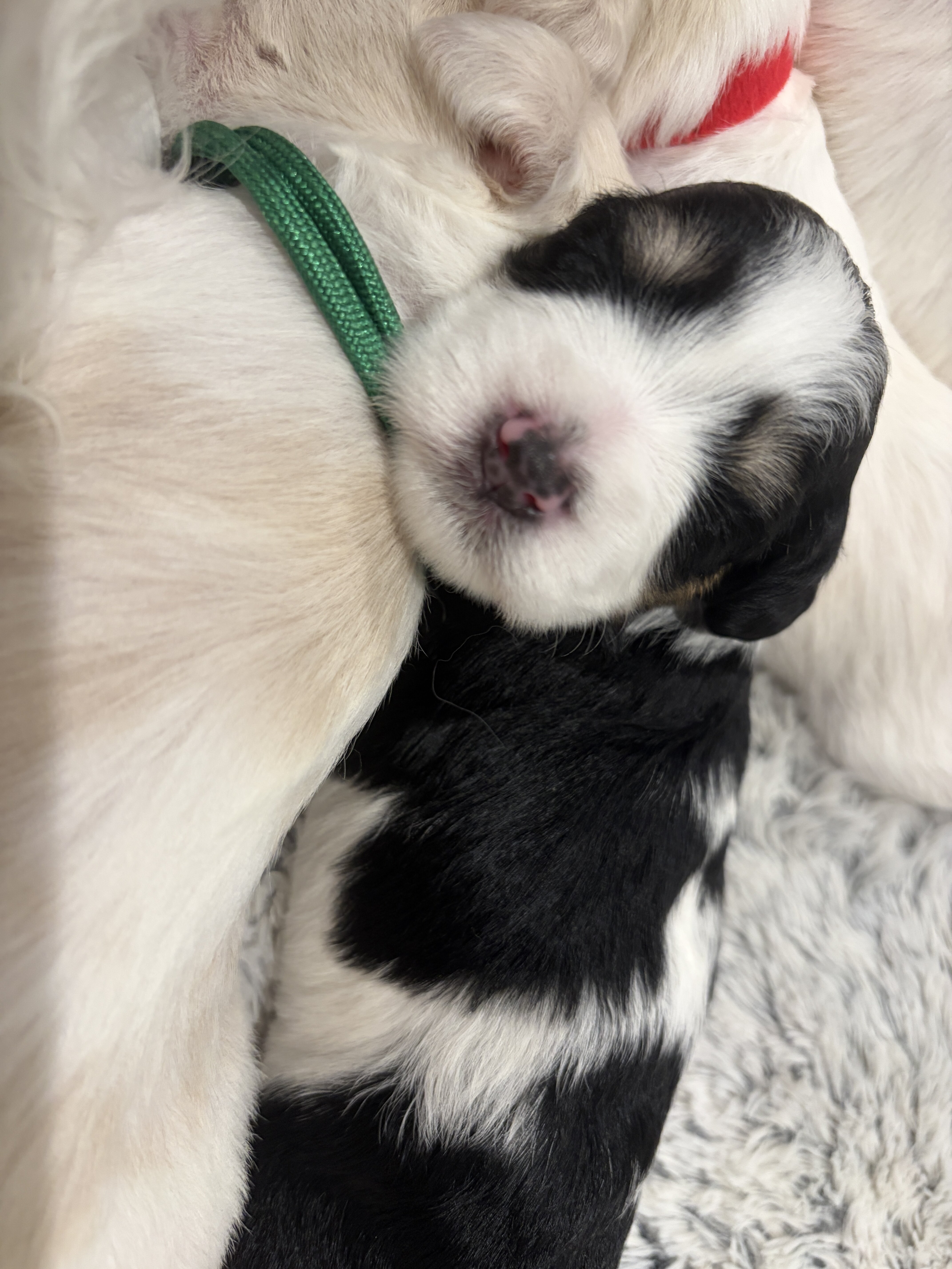 Miniature Schnauzers image 6