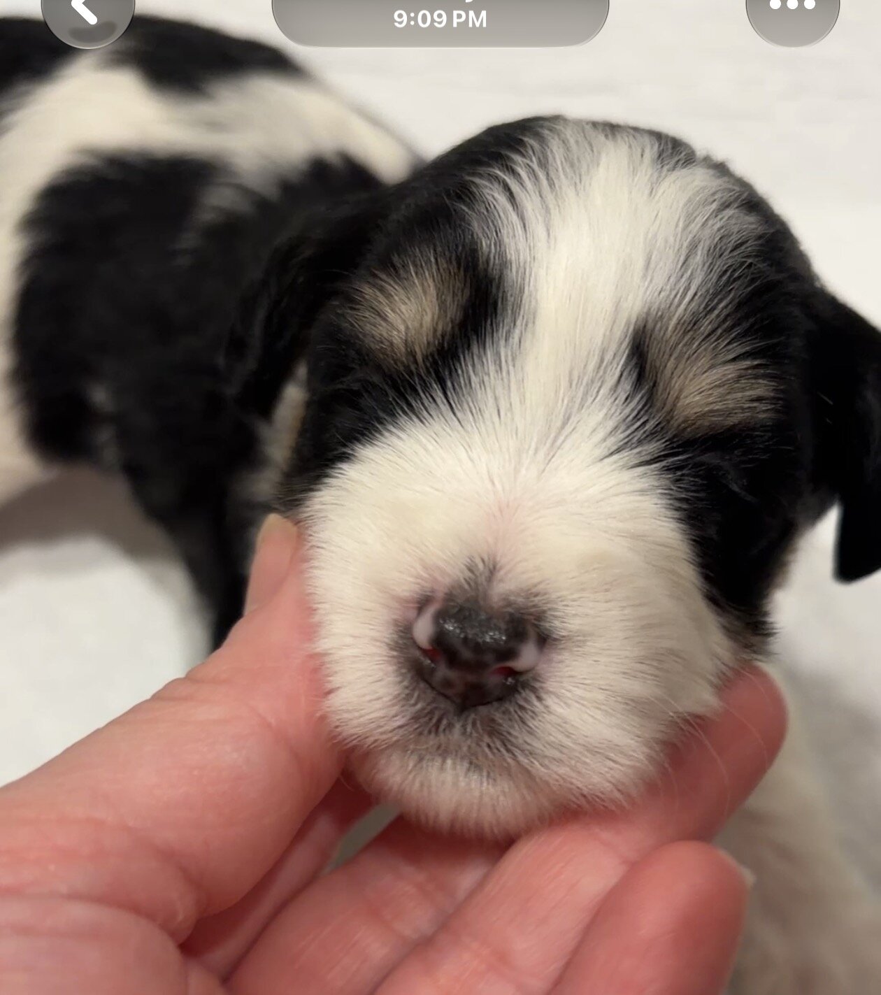 Miniature Schnauzers image 5