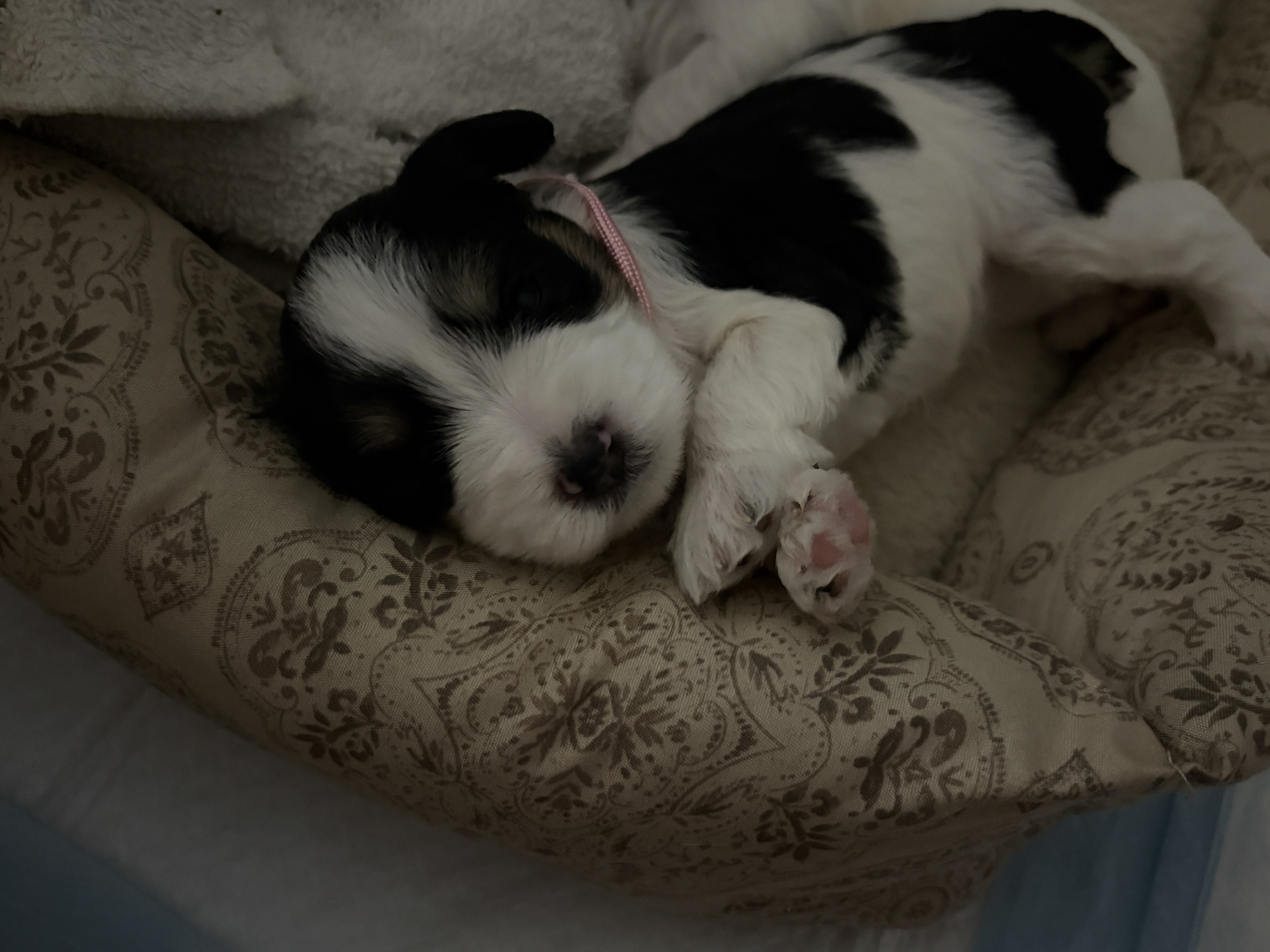 Miniature Schnauzers image 3
