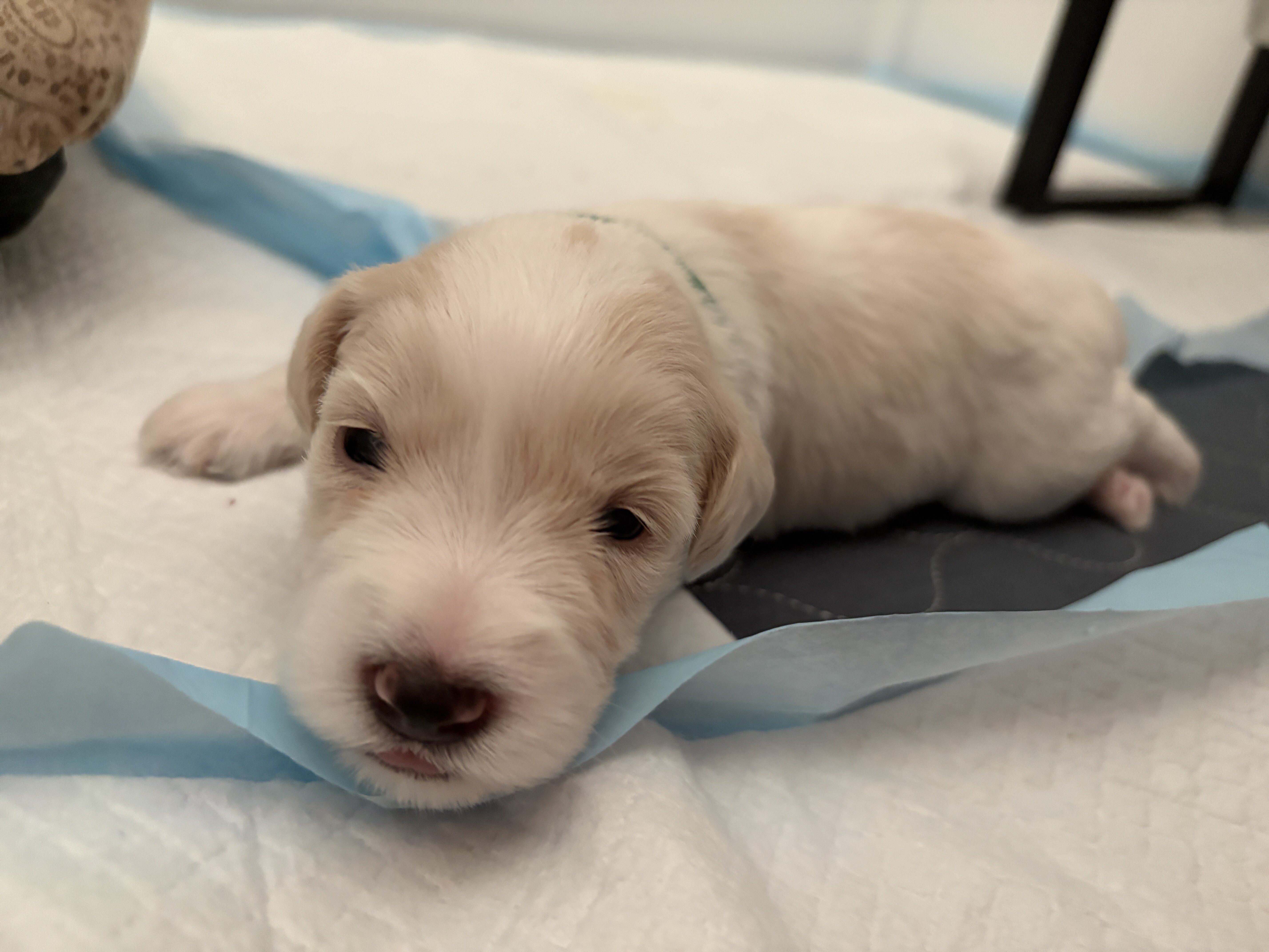Miniature Schnauzers image 4