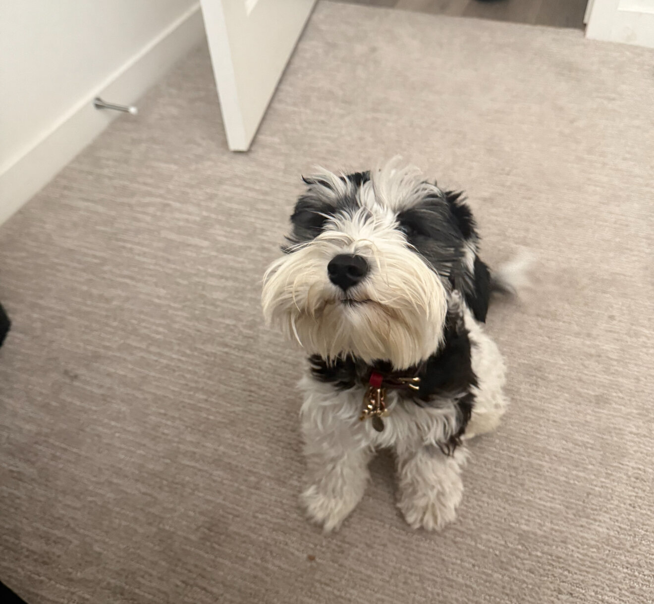 Miniature Schnauzers image 2