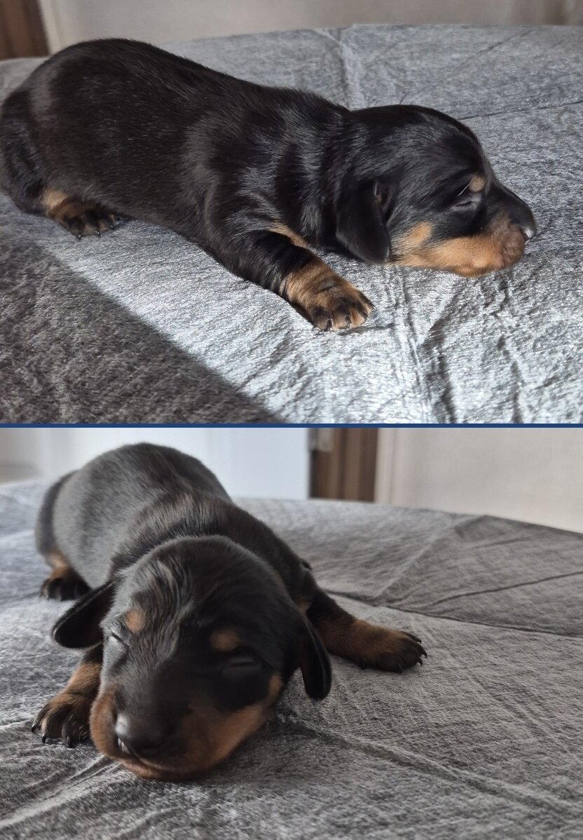 Miniature Dachshund image 2