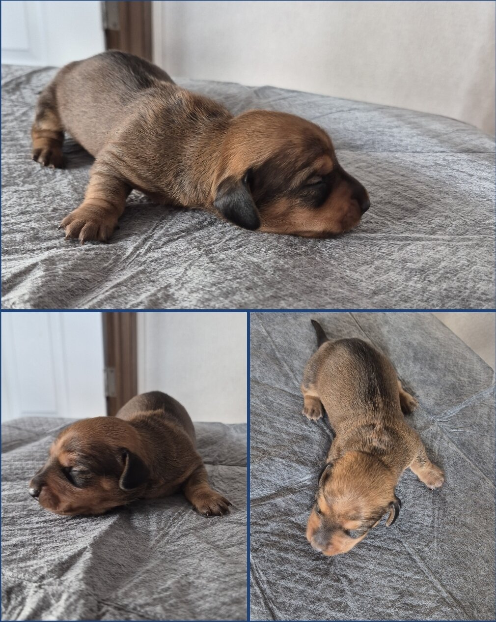 Miniature Dachshund image 3