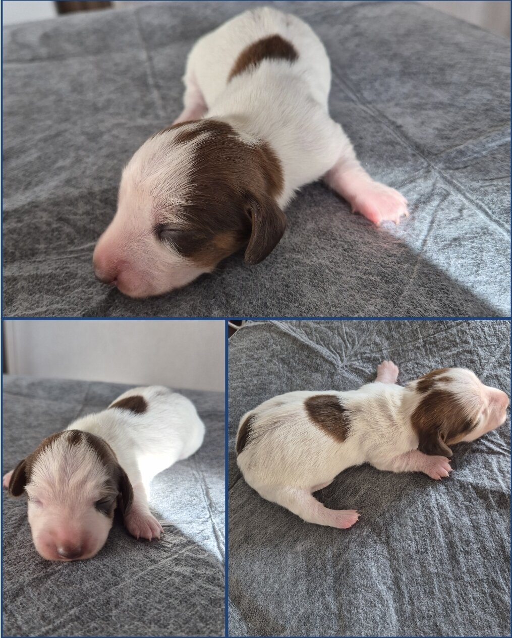 Miniature Dachshund image 1