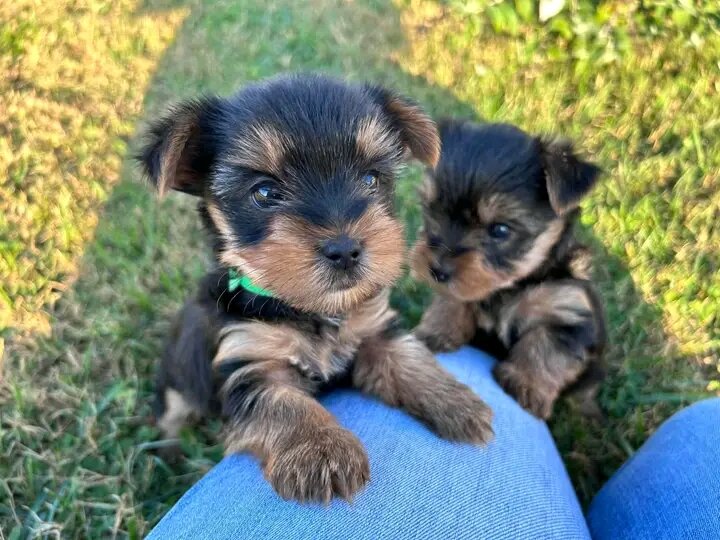 Yorkie puppies image 1