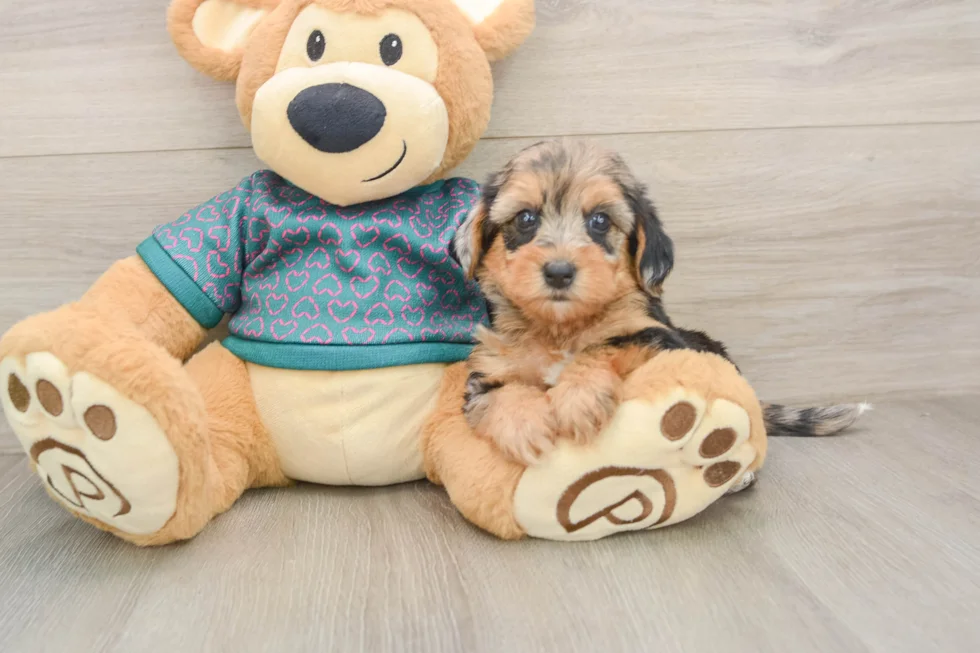 MALE Cavapoo Breed Info With dashing CAVAPOO PUPPY image 1