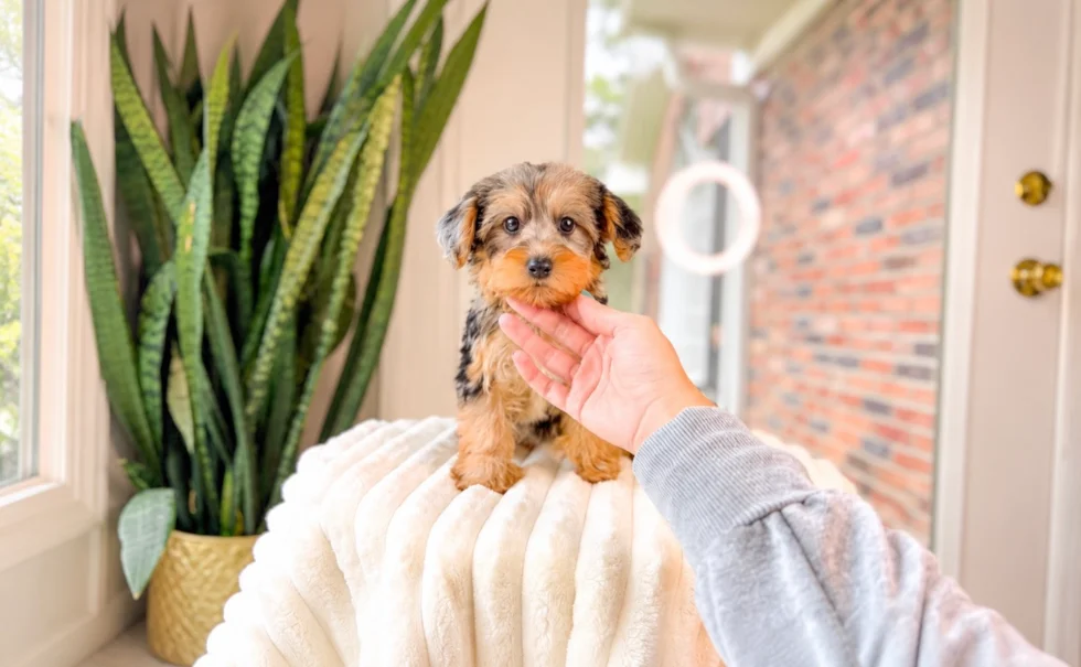 MALE Cavapoo Breed Info With dashing CAVAPOO PUPPY image 2