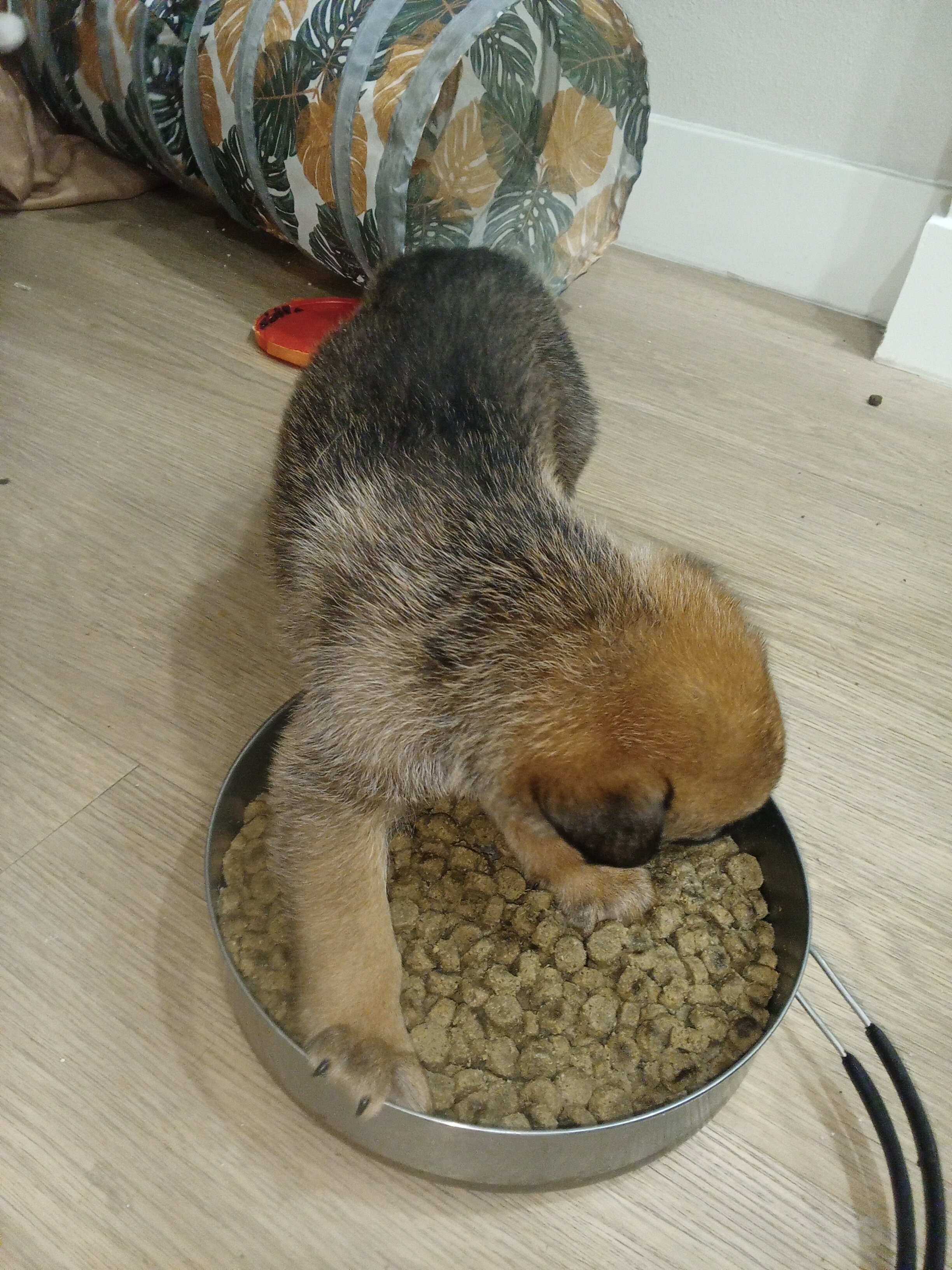 Puppy image 4