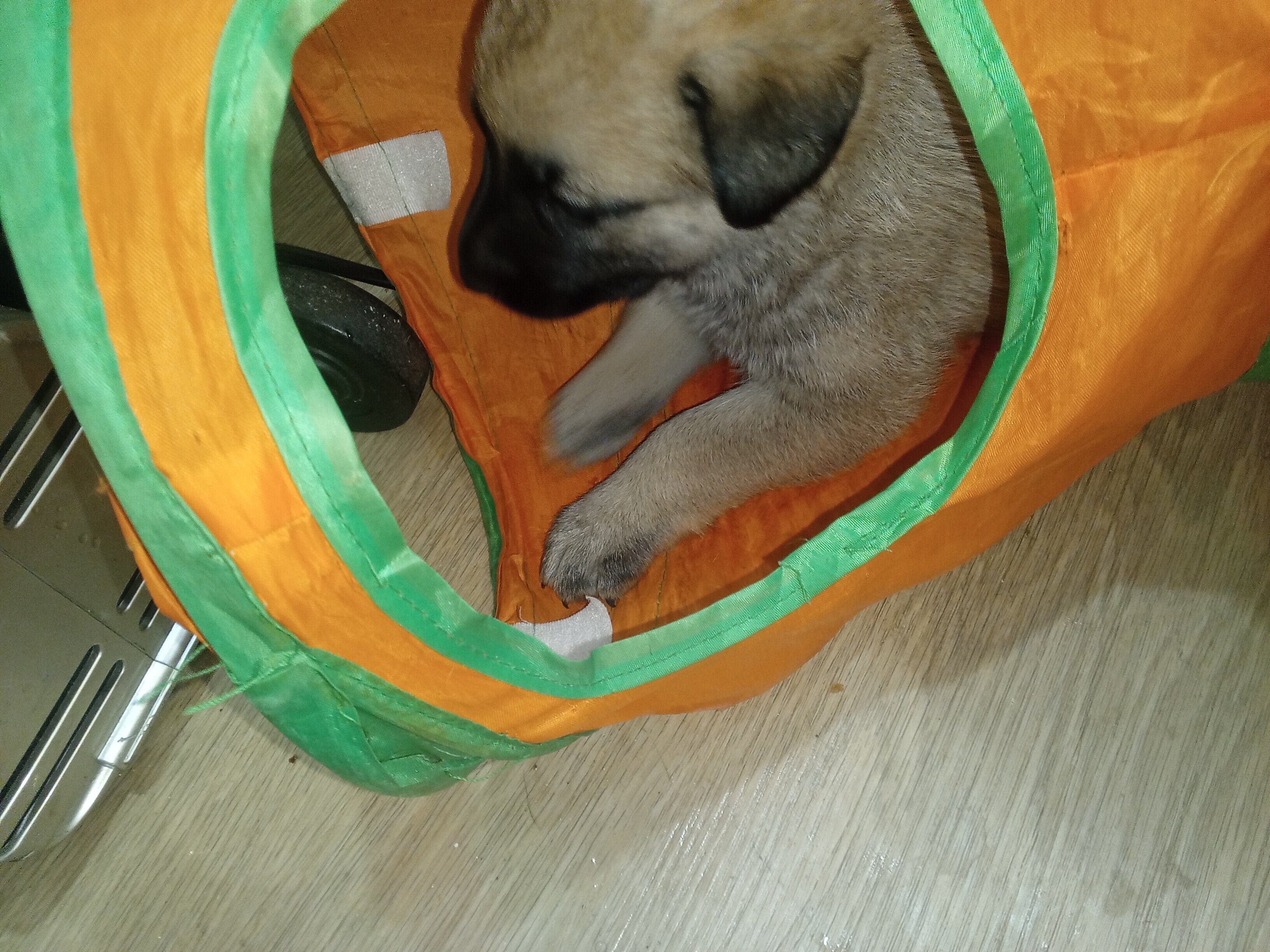 Puppy image 3