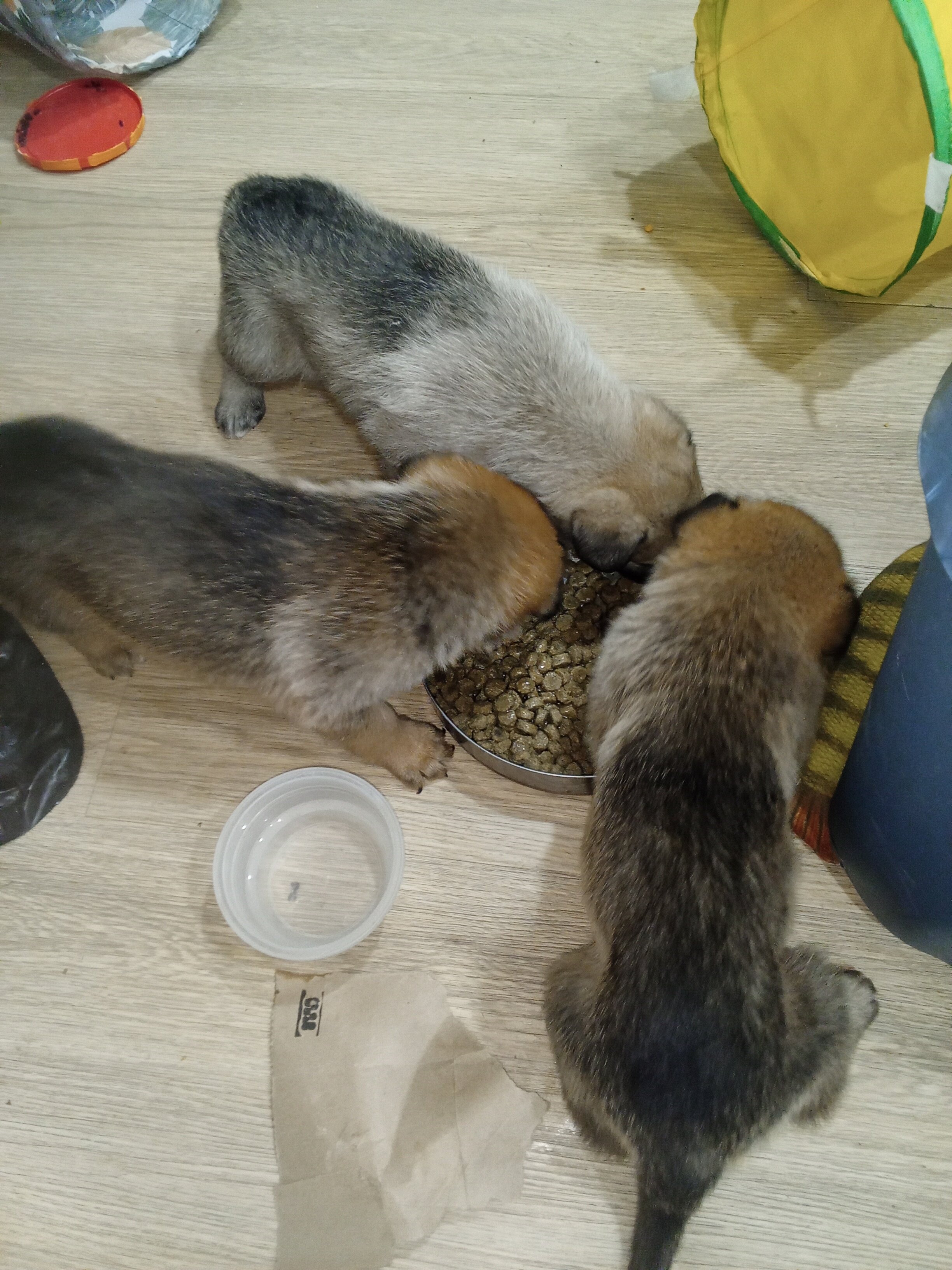 Puppy image 2