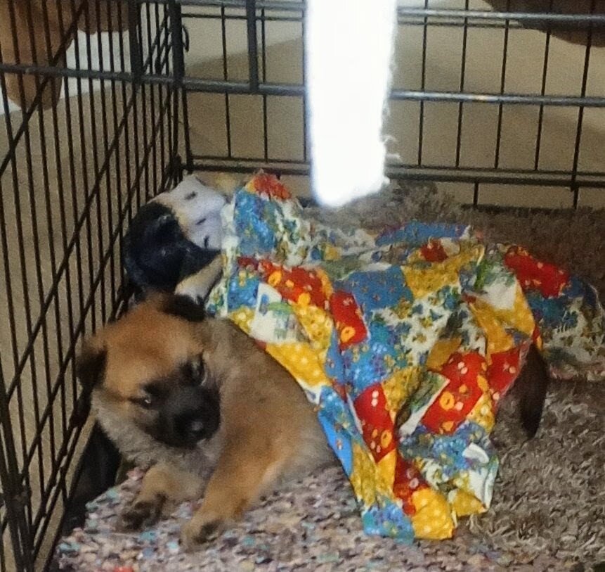 Puppy image 1