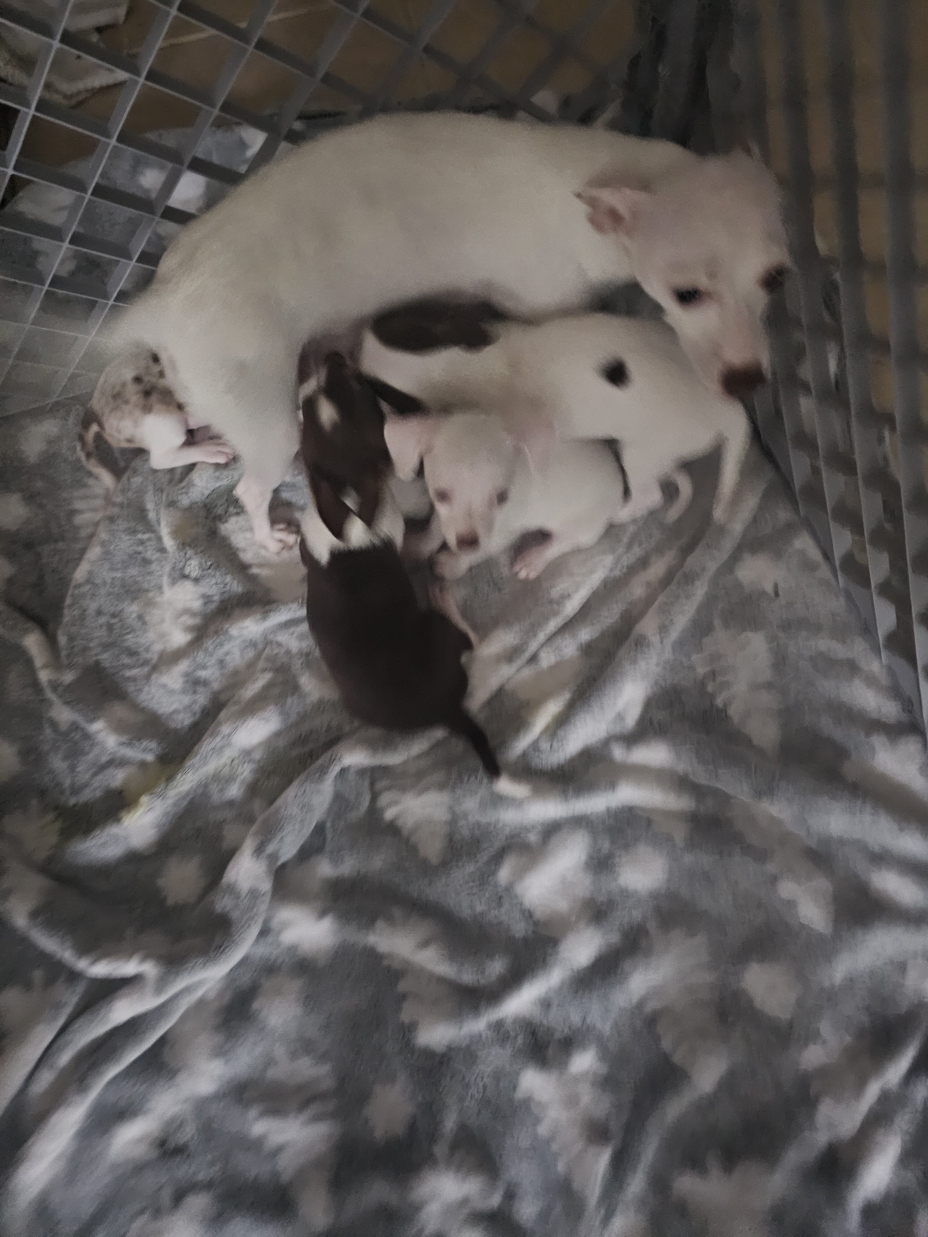 Chihuahua puppies image 3