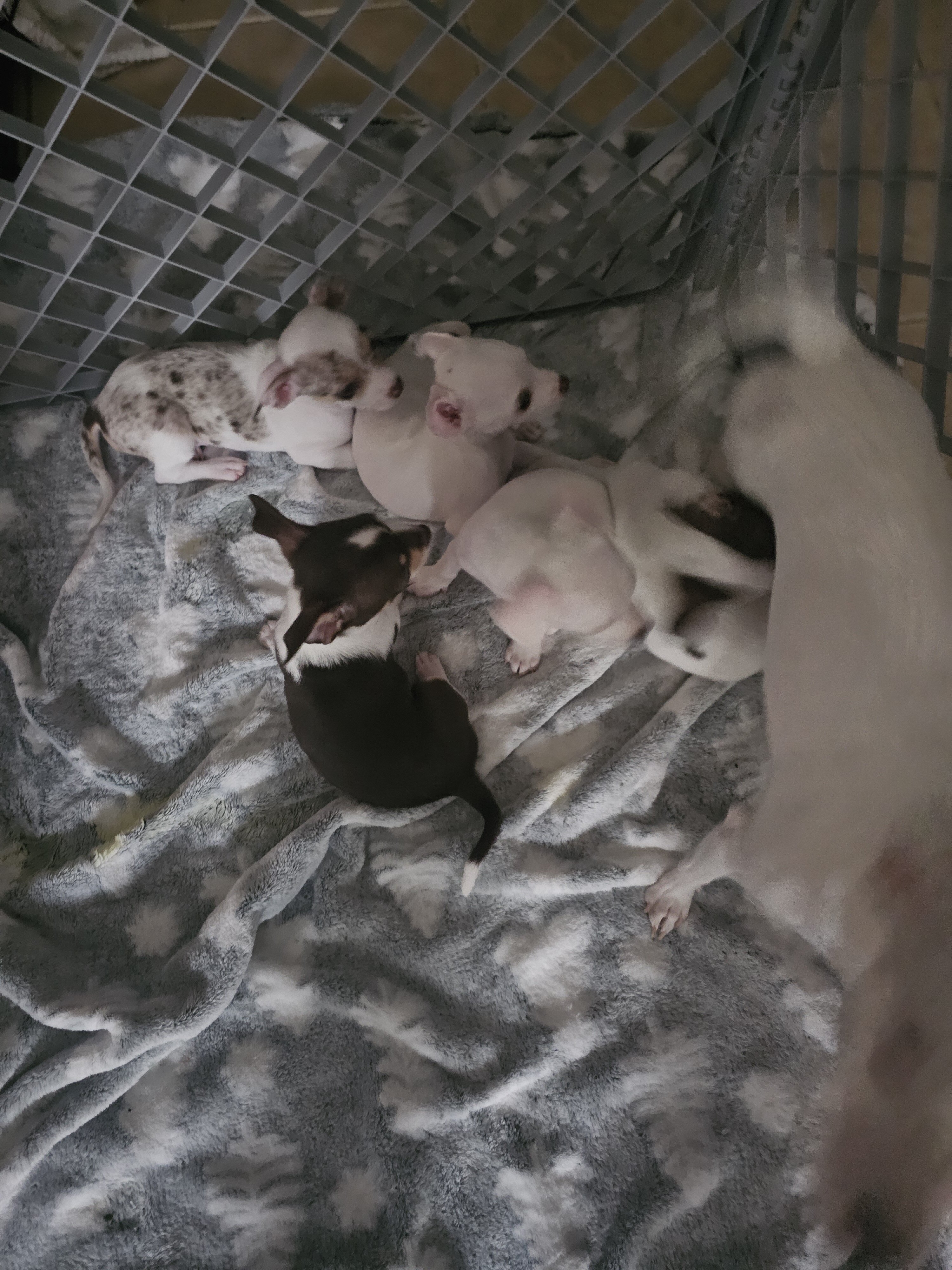 Chihuahua puppies image 1